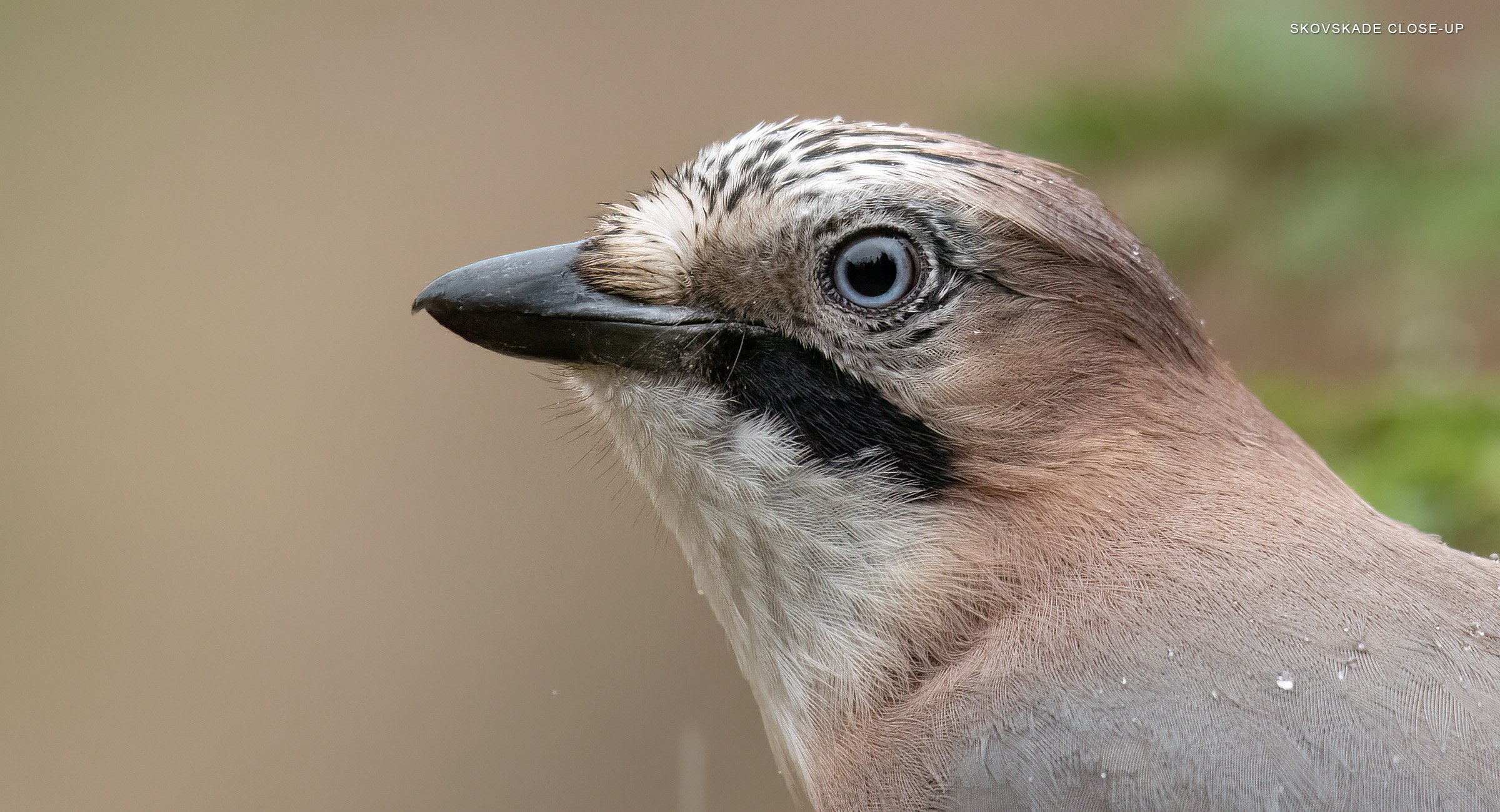 Skovskade close-up