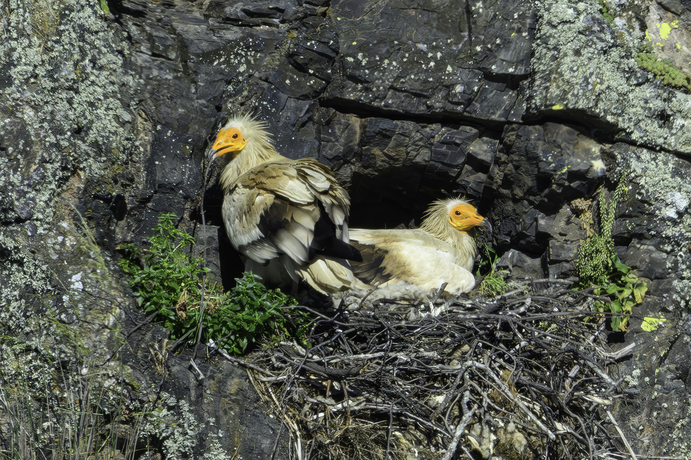�dselgibbe p� reden, Monfrag�e NP