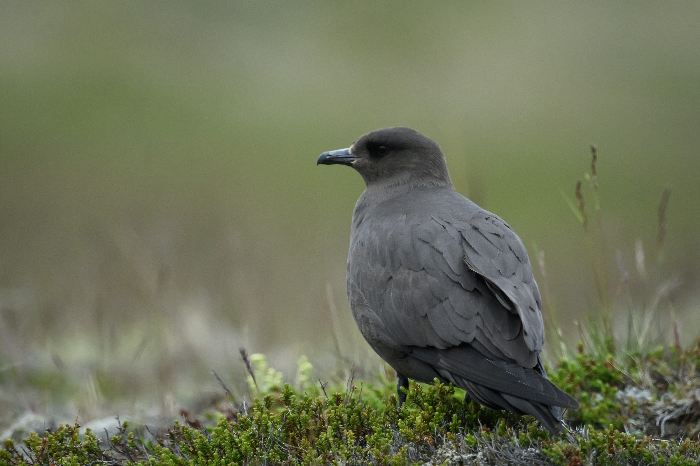 Almindelig kjove, Snfellsnes