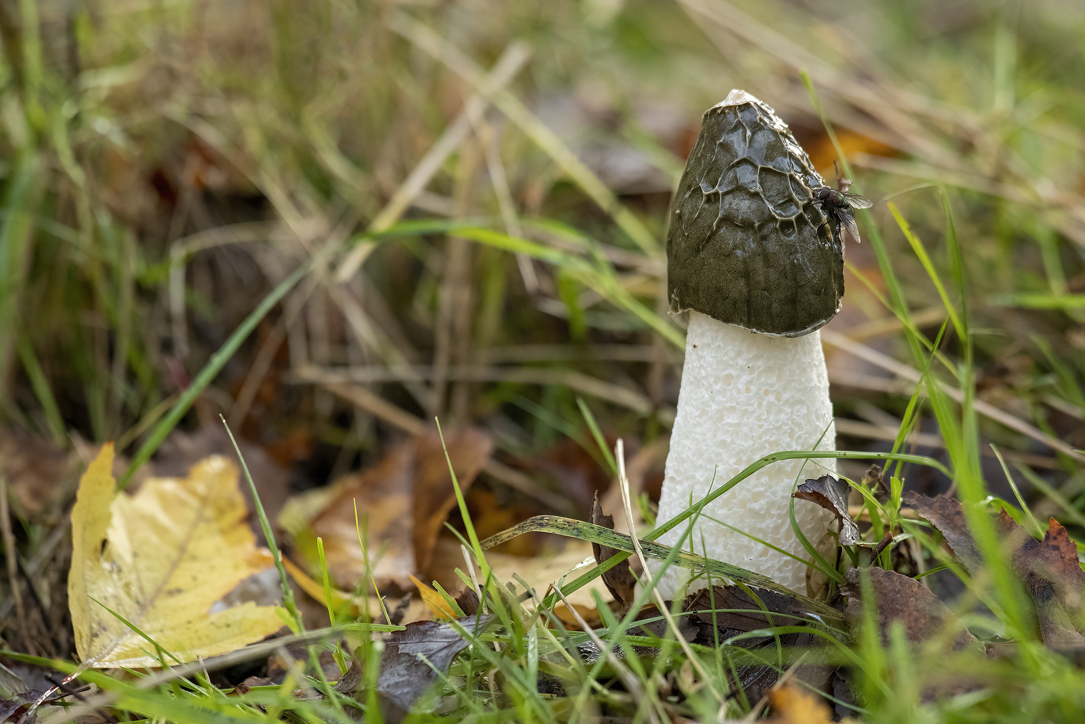 Almindelig stinksvamp