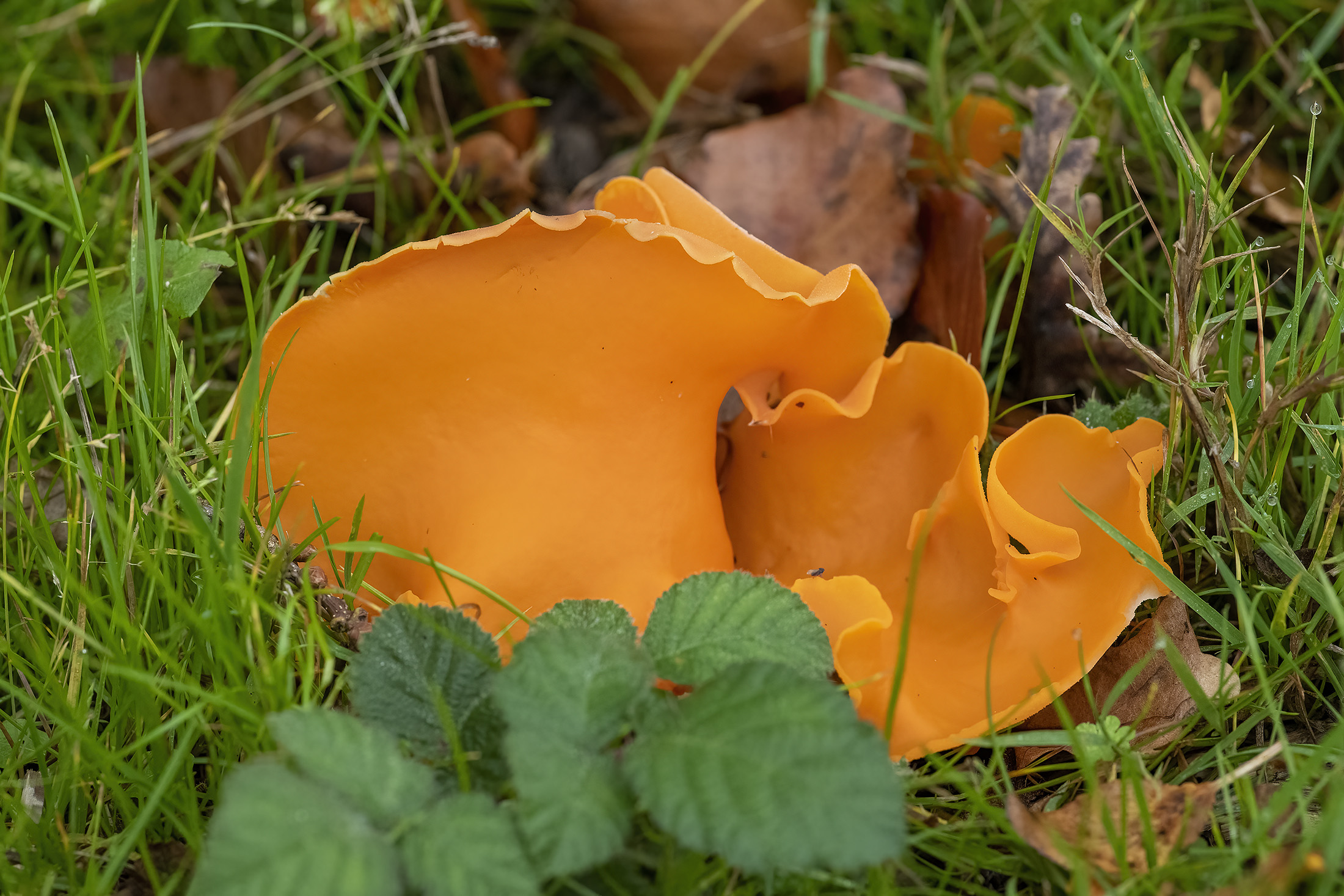 Almindelig orangebæger, Grevinge Almindelig orangebæger