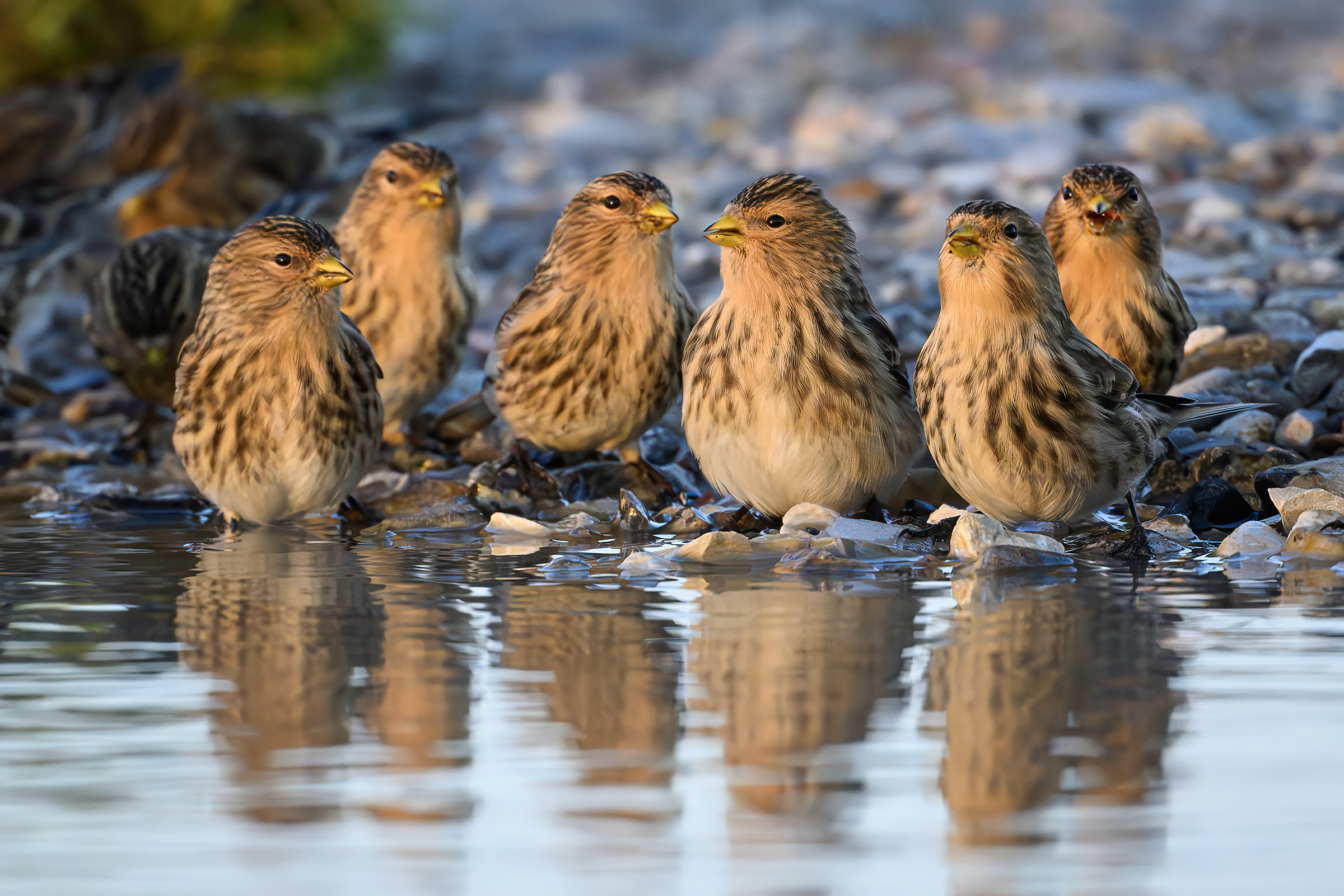 Bjergirisker ved vandtruget