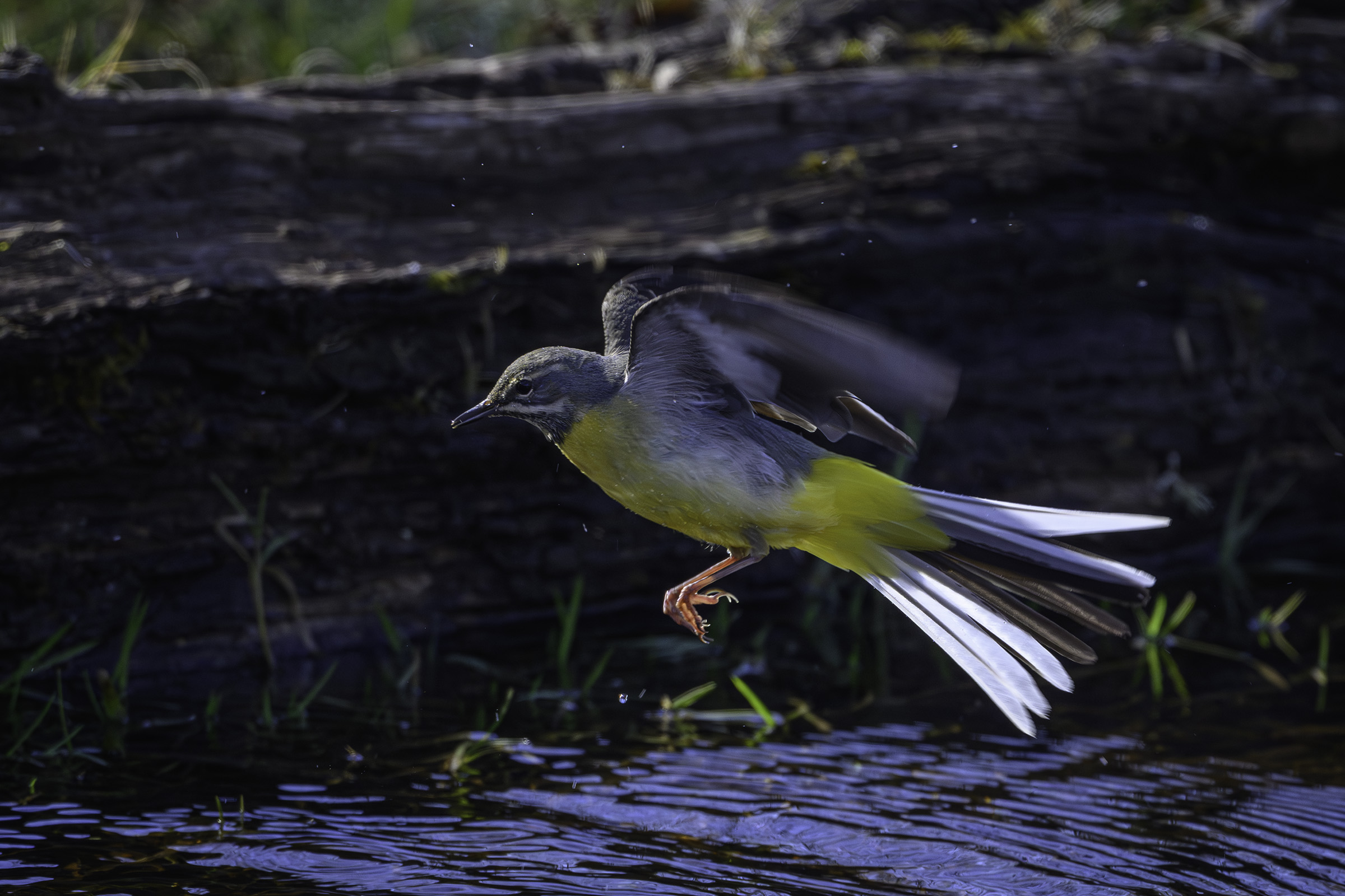 Badende bjergvipstjert, Korr�