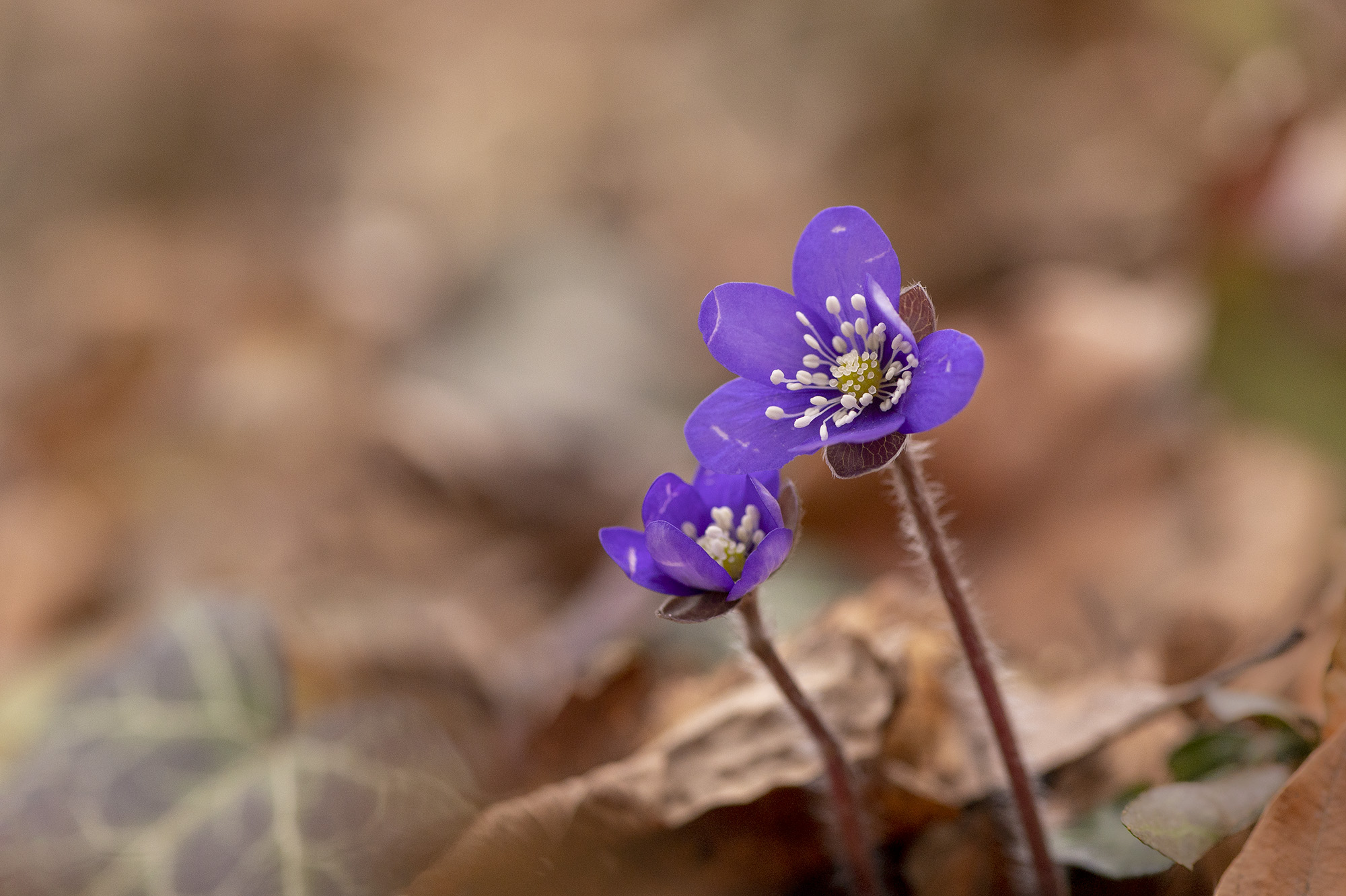 Bl anemone