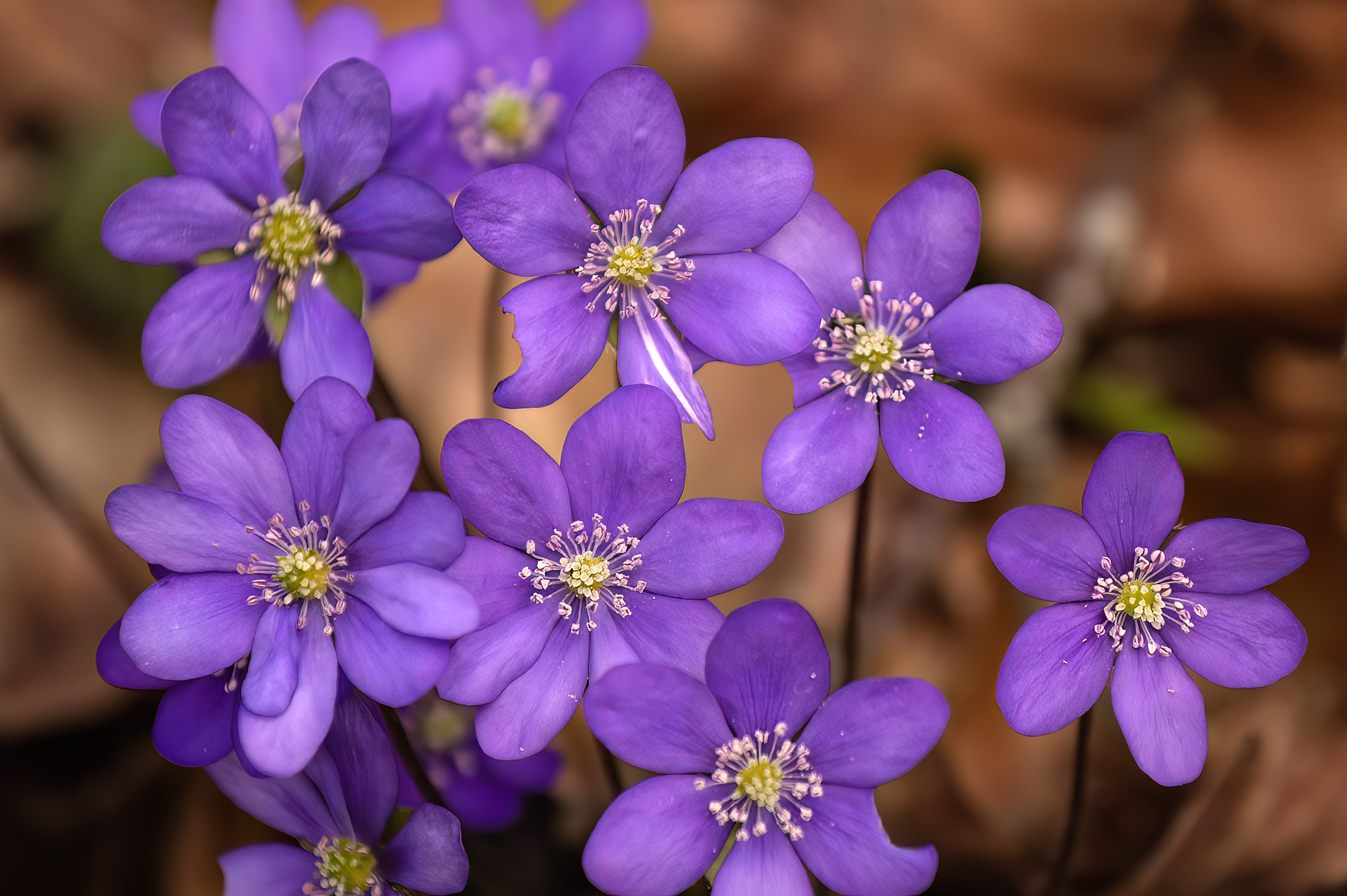 Bl anemone - en dejlig forrsbebuder