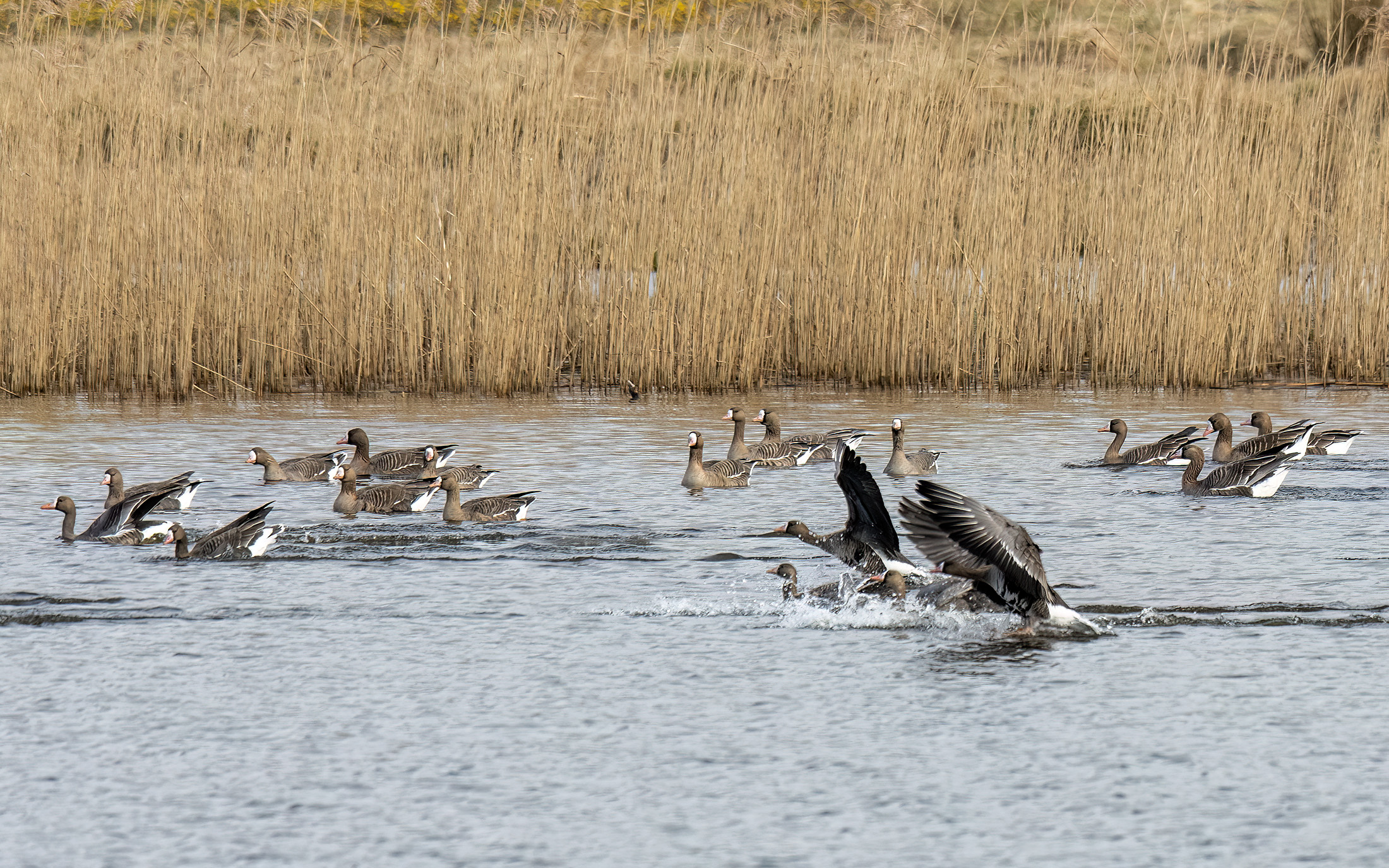 Blisgæs, Præstesø Blisgæs