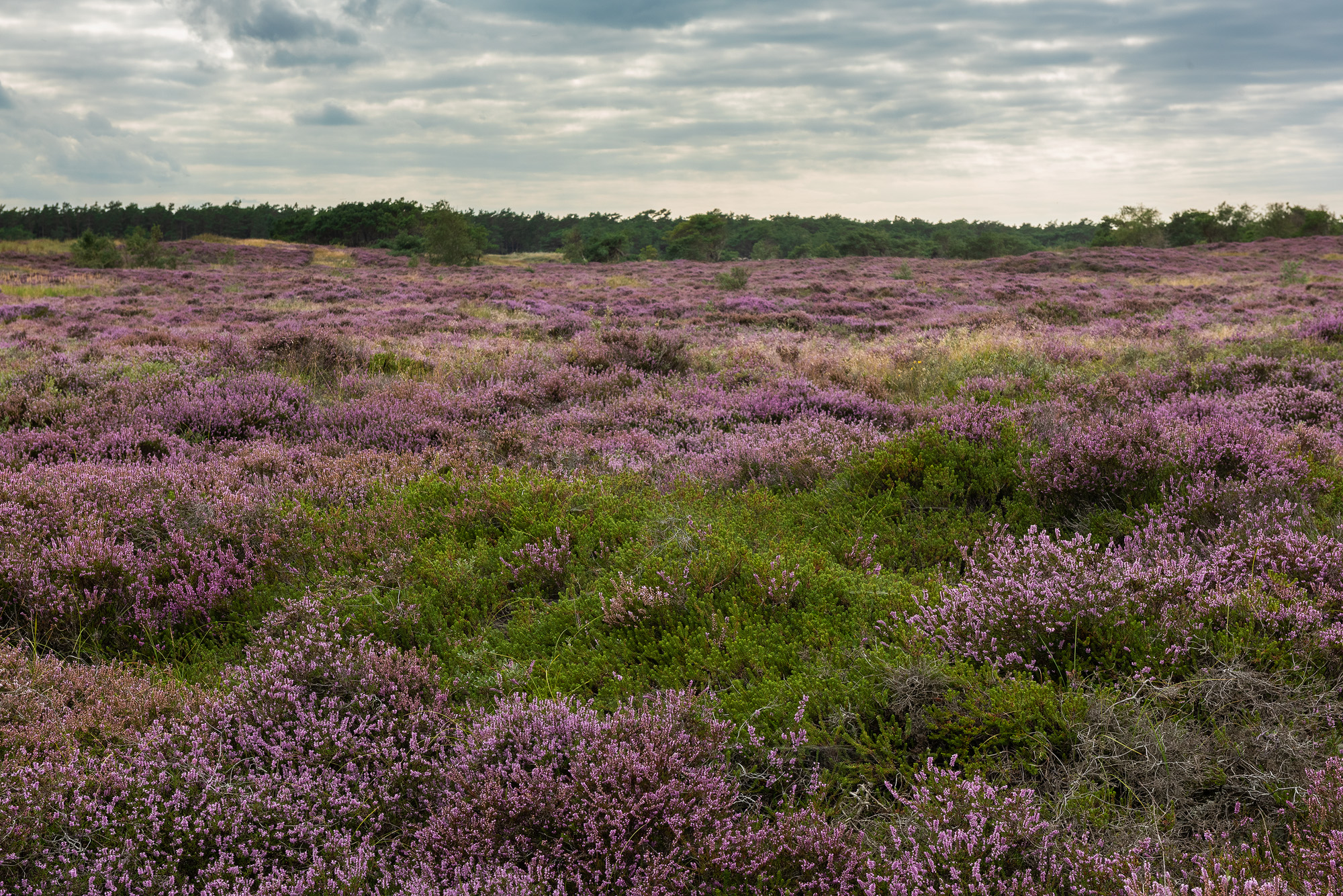 Blomstrende hedelyng