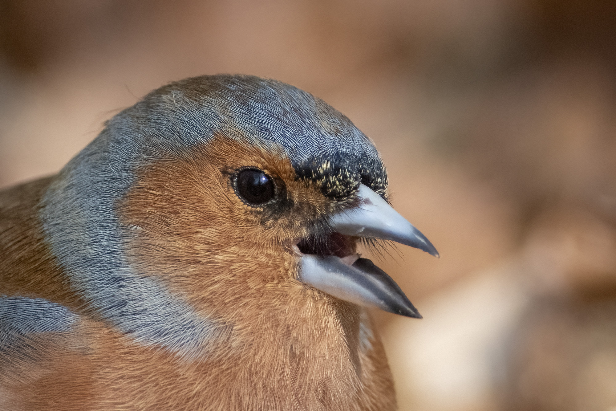 Bogfinke - close up