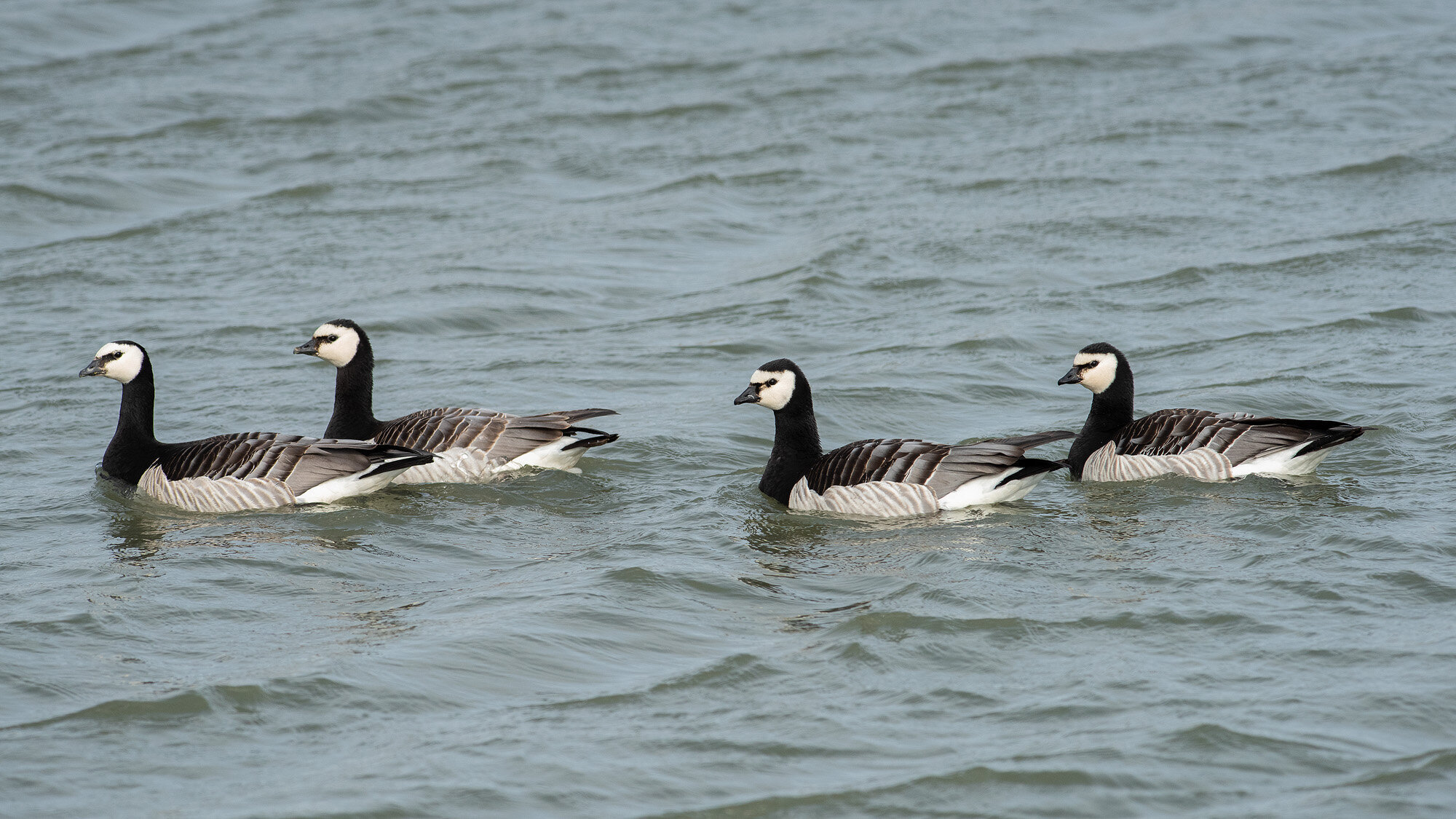 Bramgæs, Svalbard Bramgæs