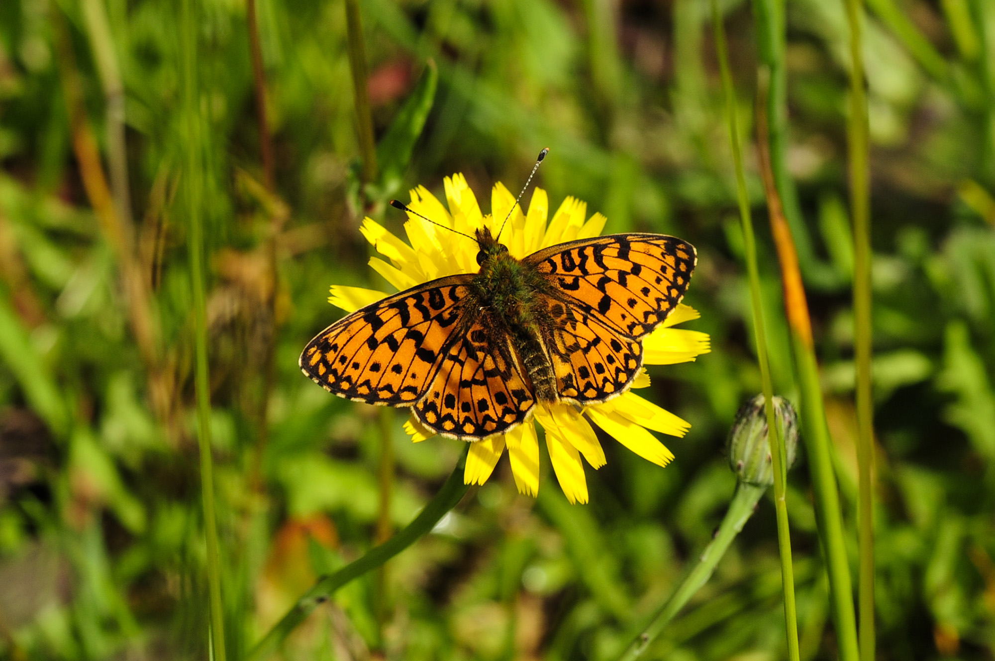 Brunlig perlemorsommerfugl