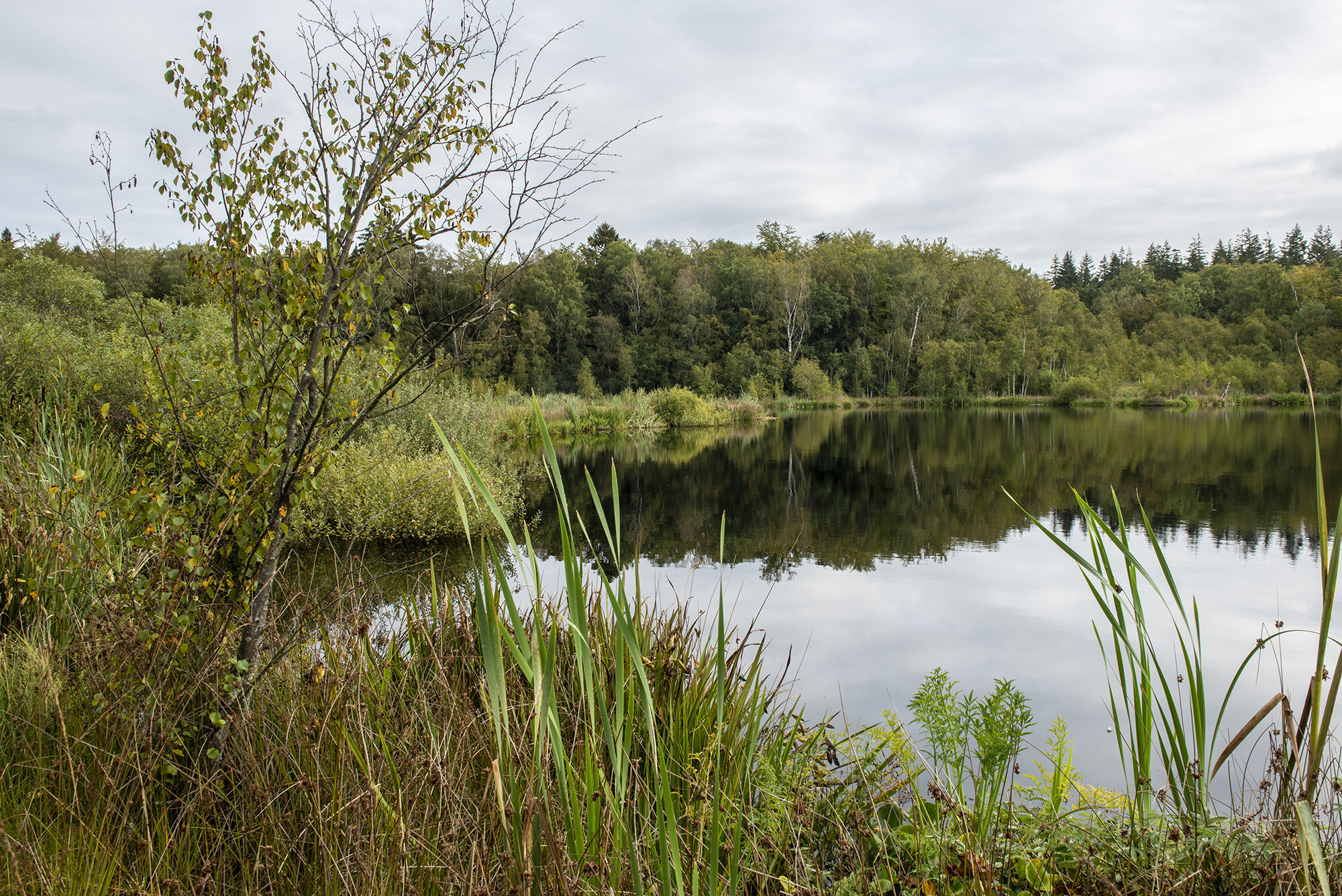 Bøllemosen: Sensommer Sensommer