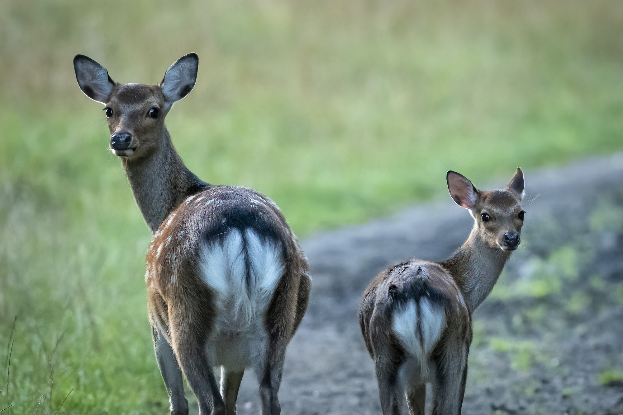 Dådyr med Bambi-øjne, Jægersborg Dyrehave Dådyr med Bambi-øjne