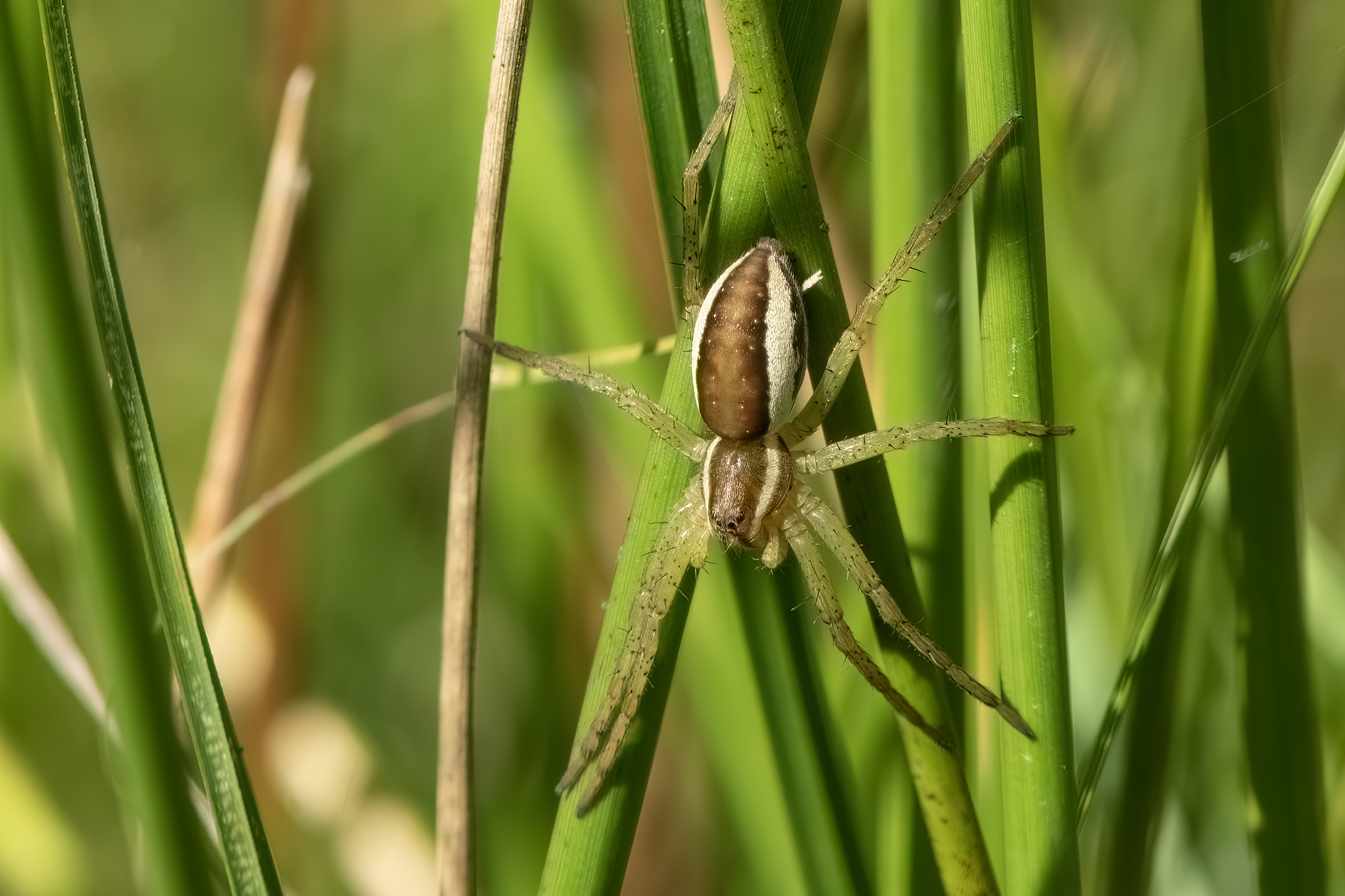 Dolomedes rovedderkop