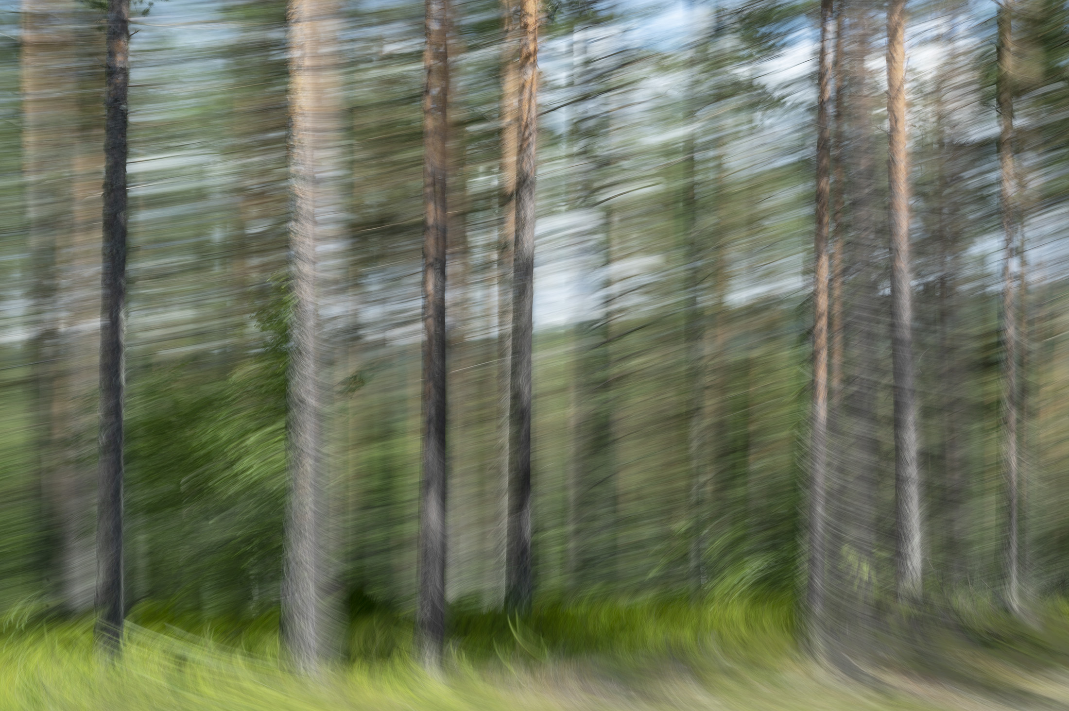 Swirling spruces
