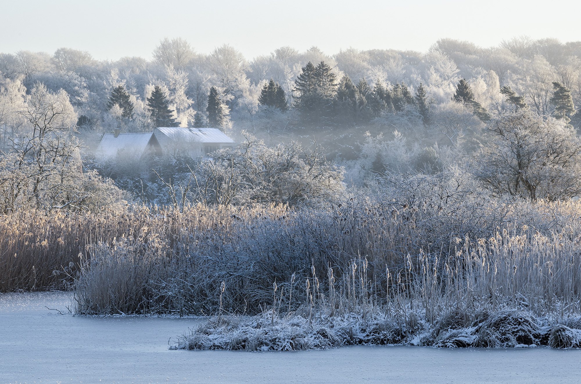 Rimfrost