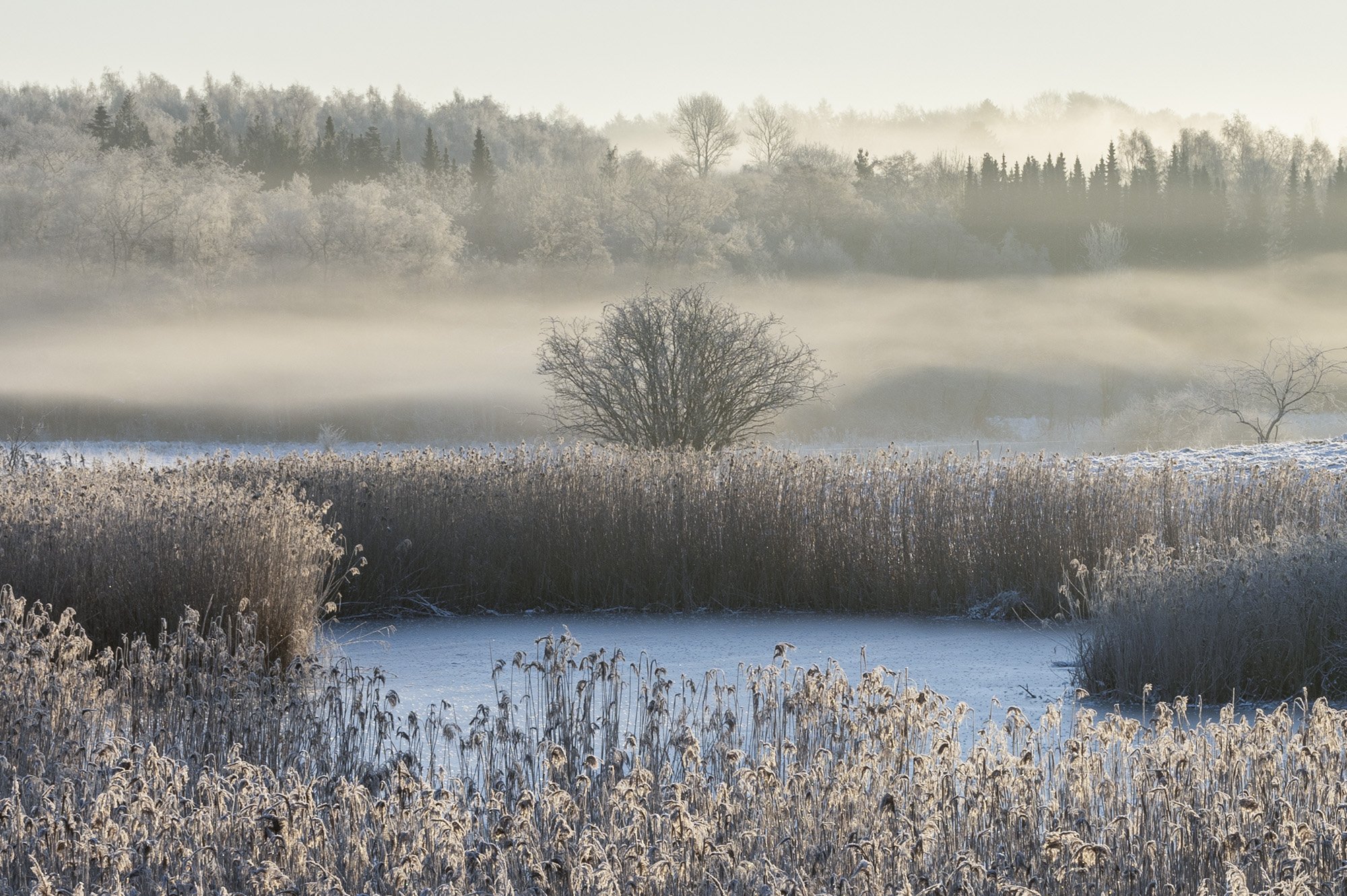 Rimfrost