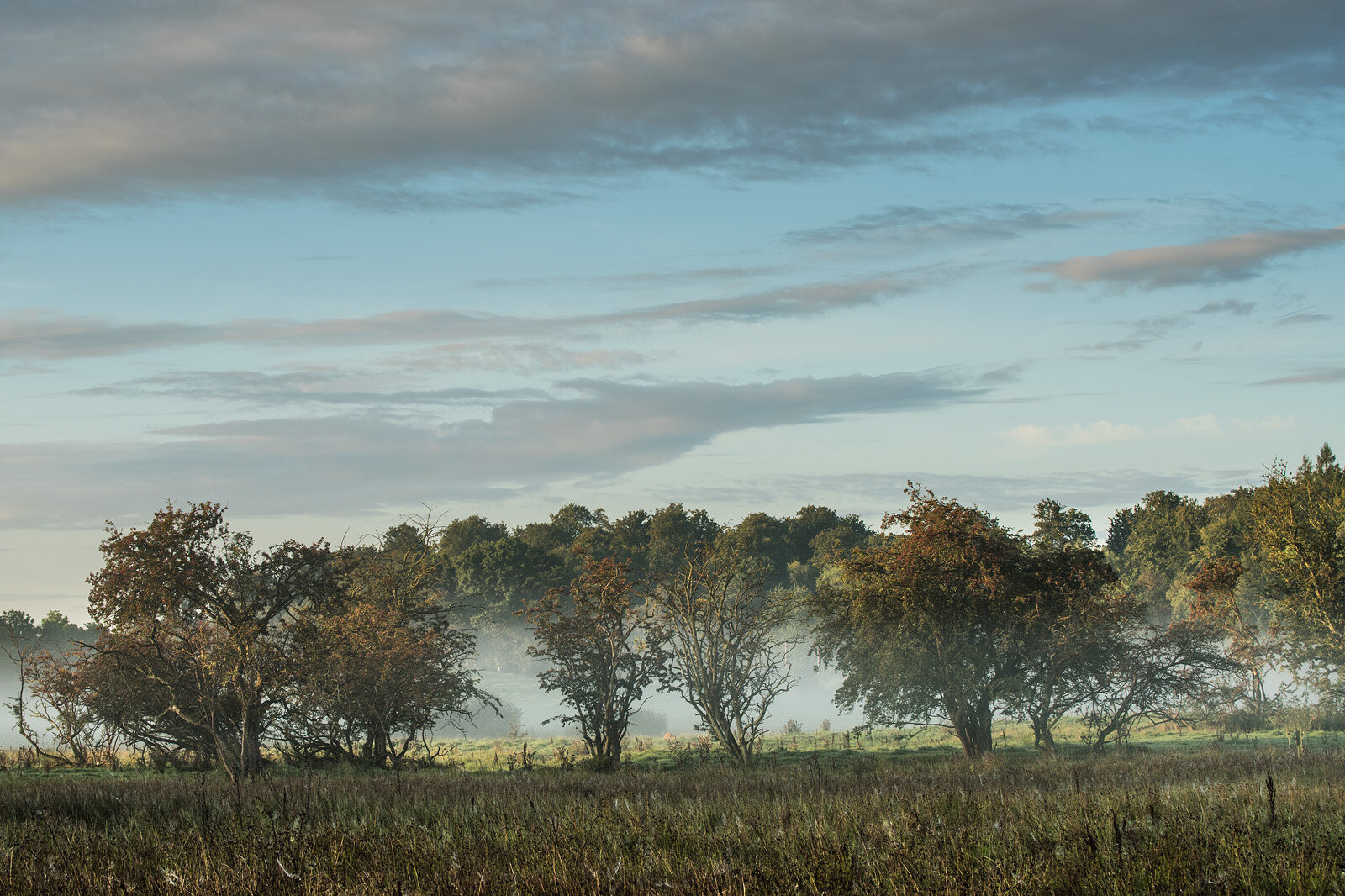 Morgendis
