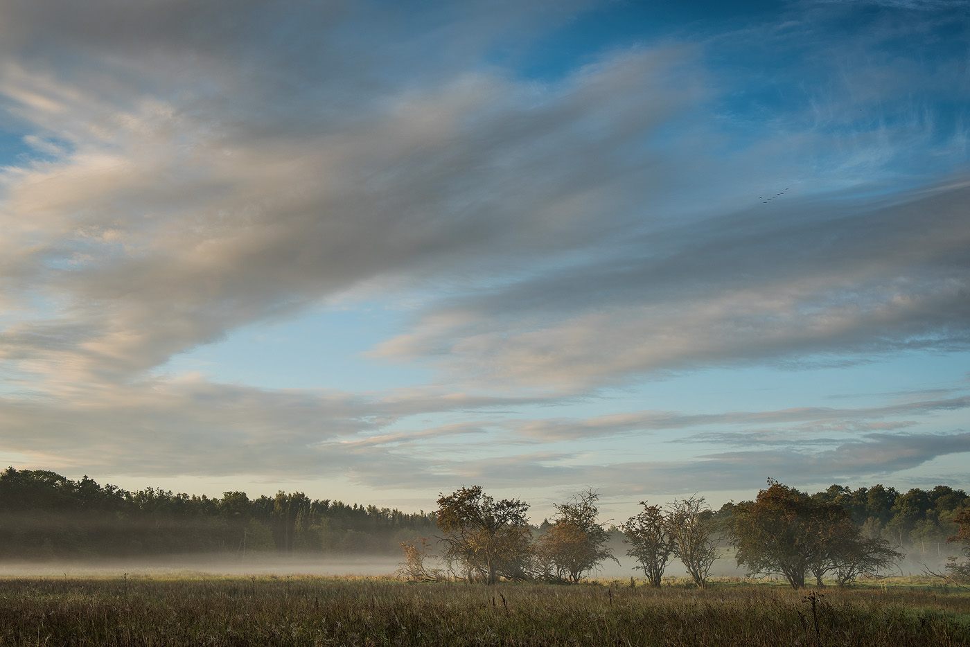 Morgendis