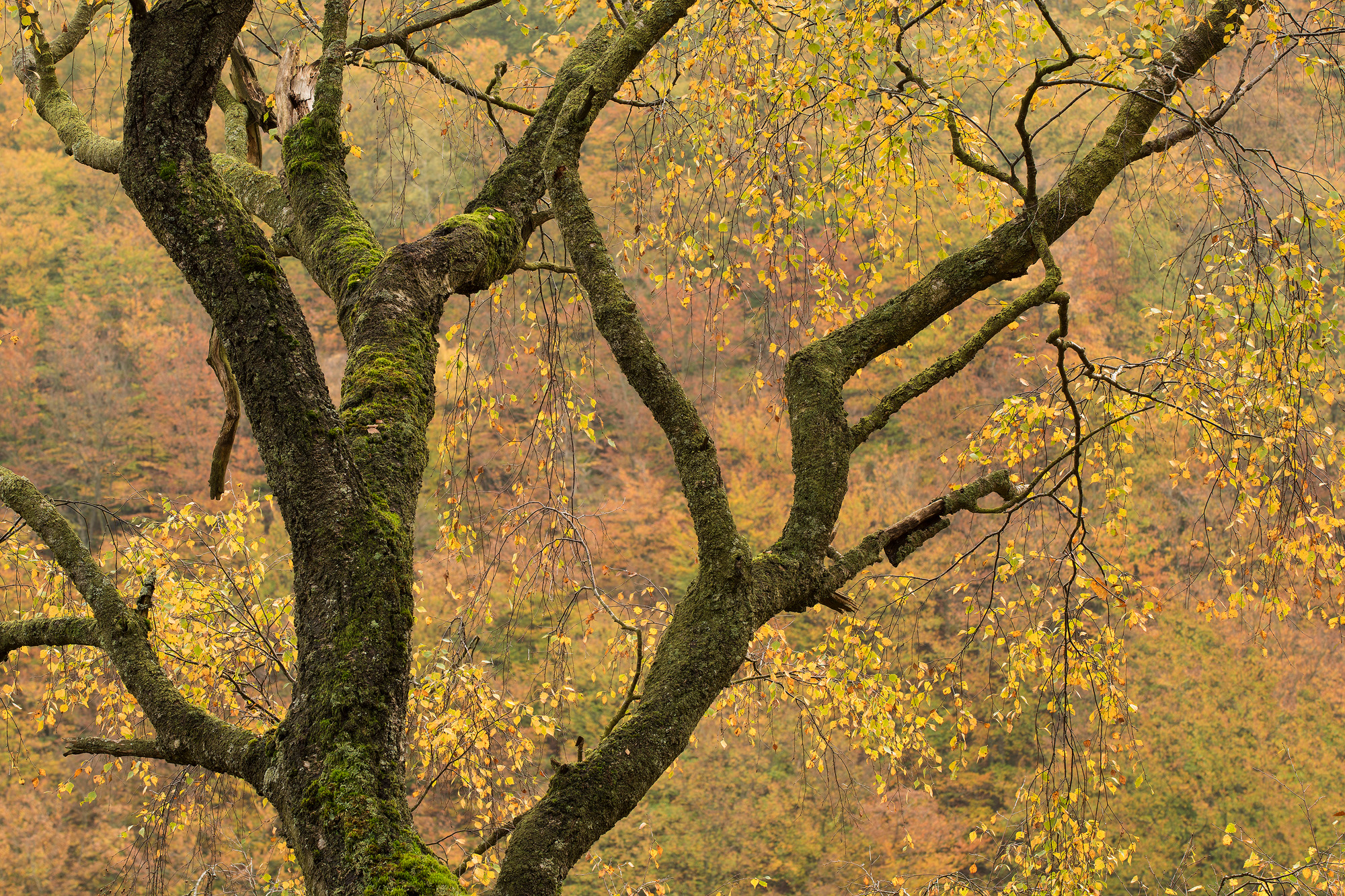 Efterr i Sdersens Nationalpark