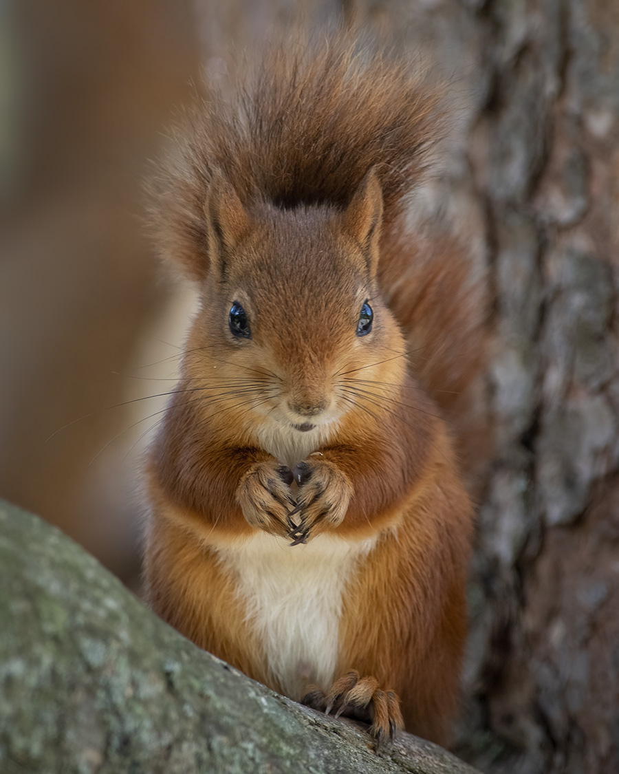 Egern, Fulufjllets Nationalpark