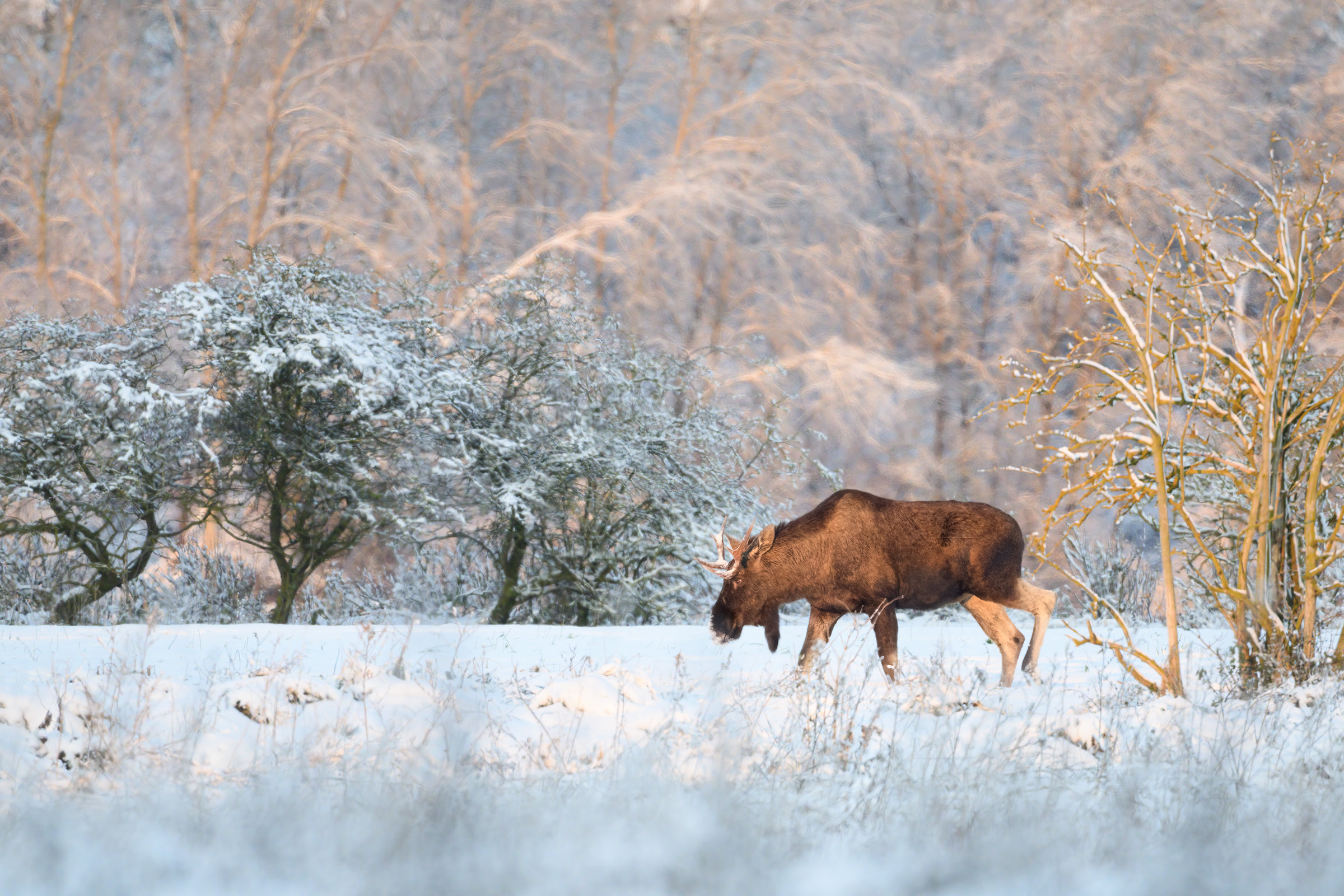 Elgtyr, Vittsk�vle