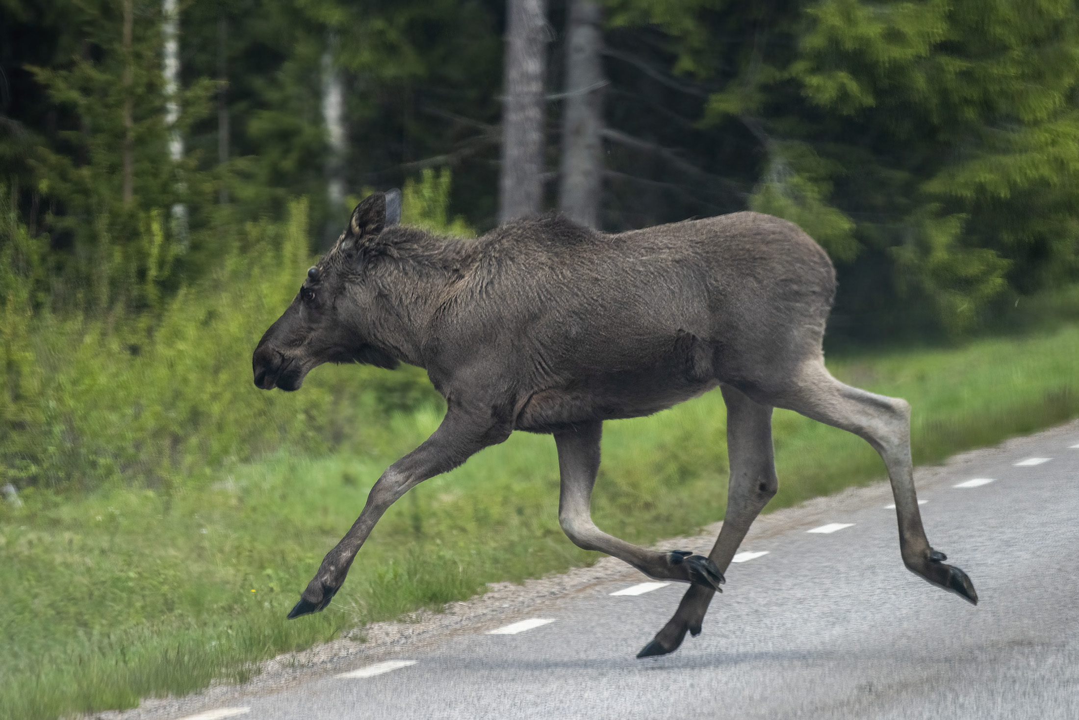 Elgpassage, Ljørdalen, Norge Elgpassage, Ljørdalen