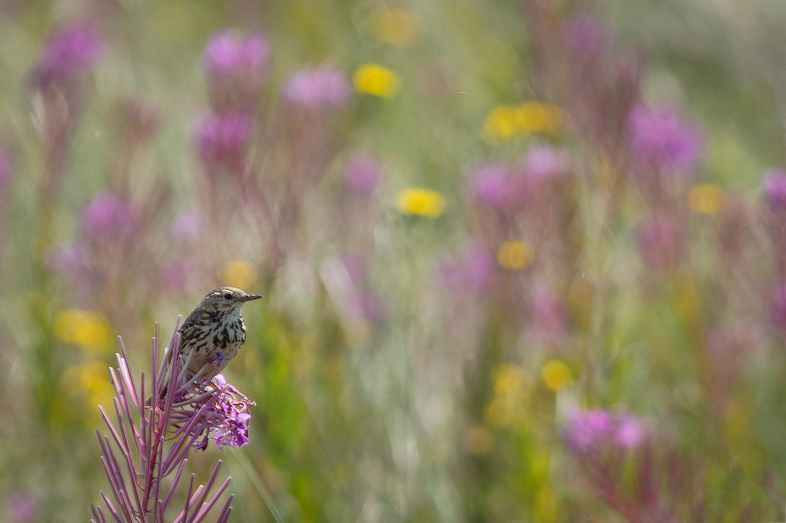 Engpiber, Falsterbo