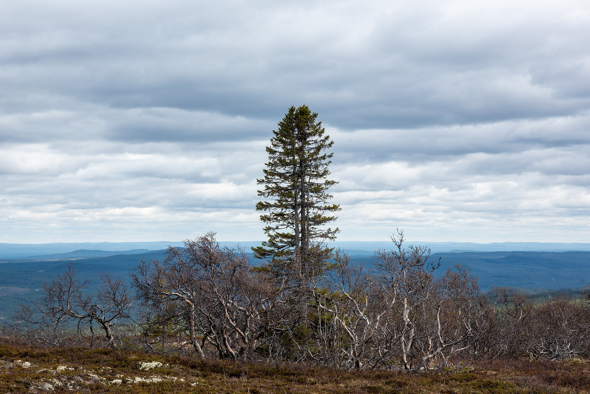 Gran med udsigt, Fulufjllets Nationalpark