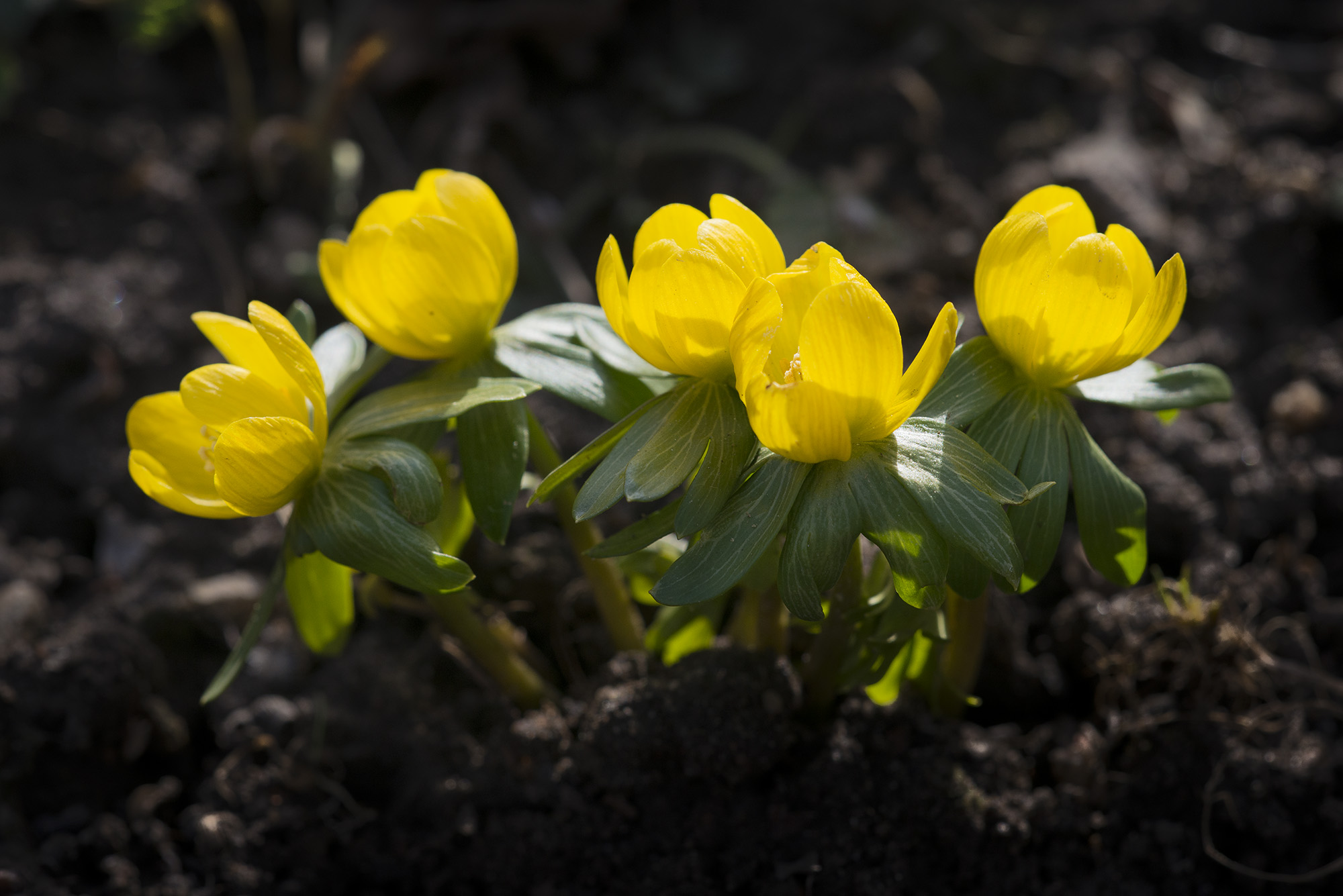 Eranthis, Birkerød Eranthis