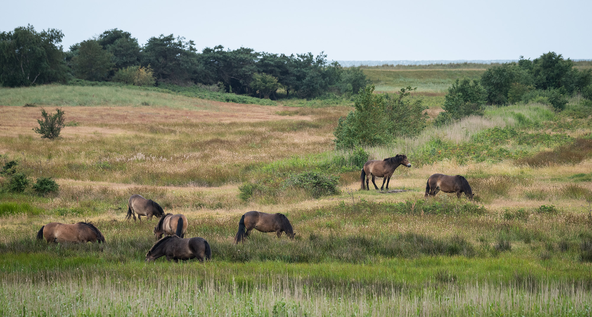 Naturplejere