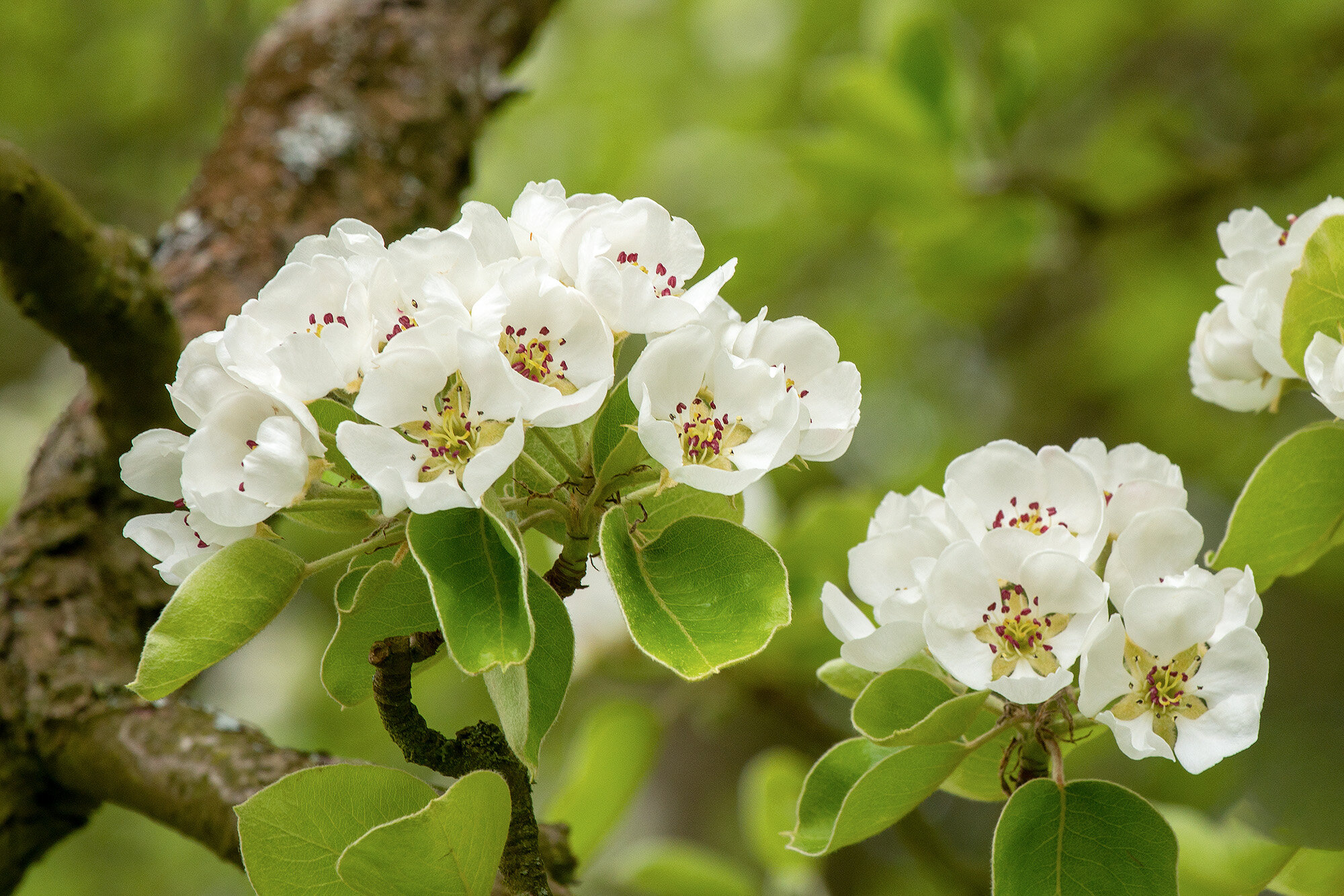 Femsølyng: Blomstrende frugttræ Blomstrende frugttræ