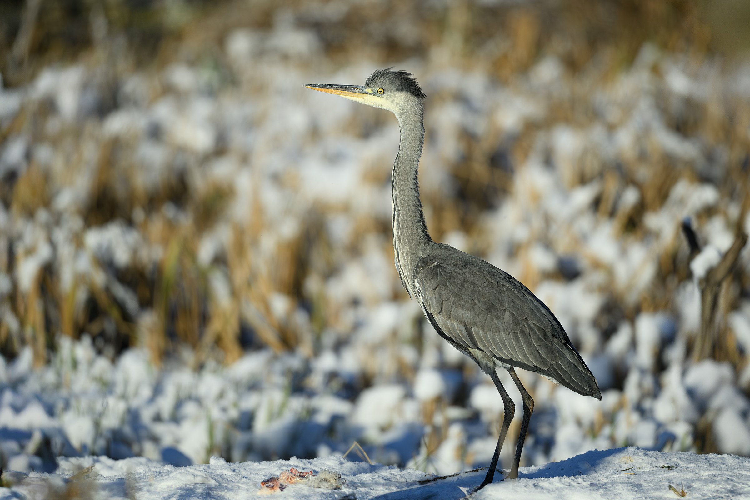 Fiskehejre � juvenil, Vittsk�vle