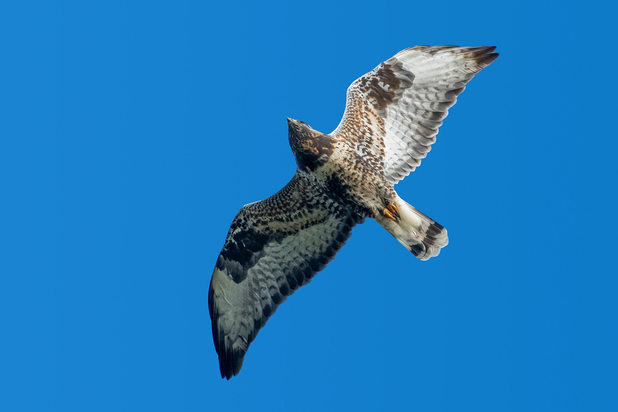 Fjeldvge - adult han, Falsterbo