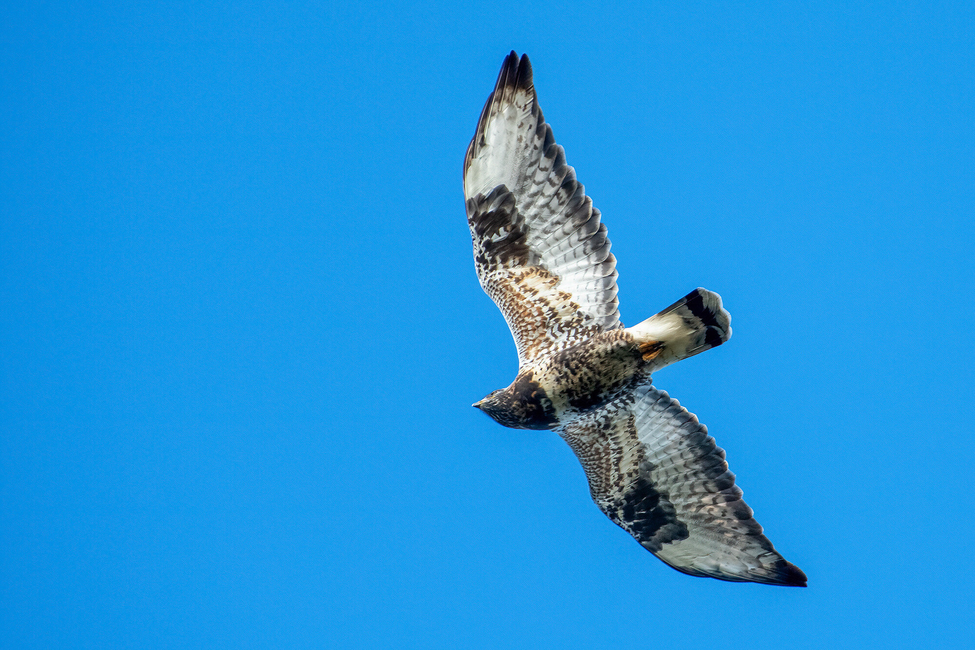 Fjeldvge - adult han, Falsterbo