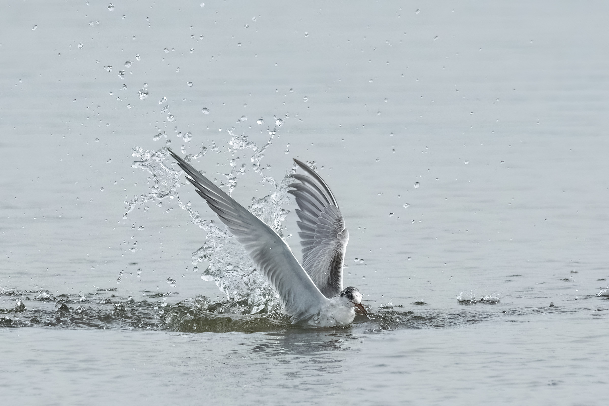 Fjordterne - ungfugl, Sjælsø Fjordterne - ungfugl