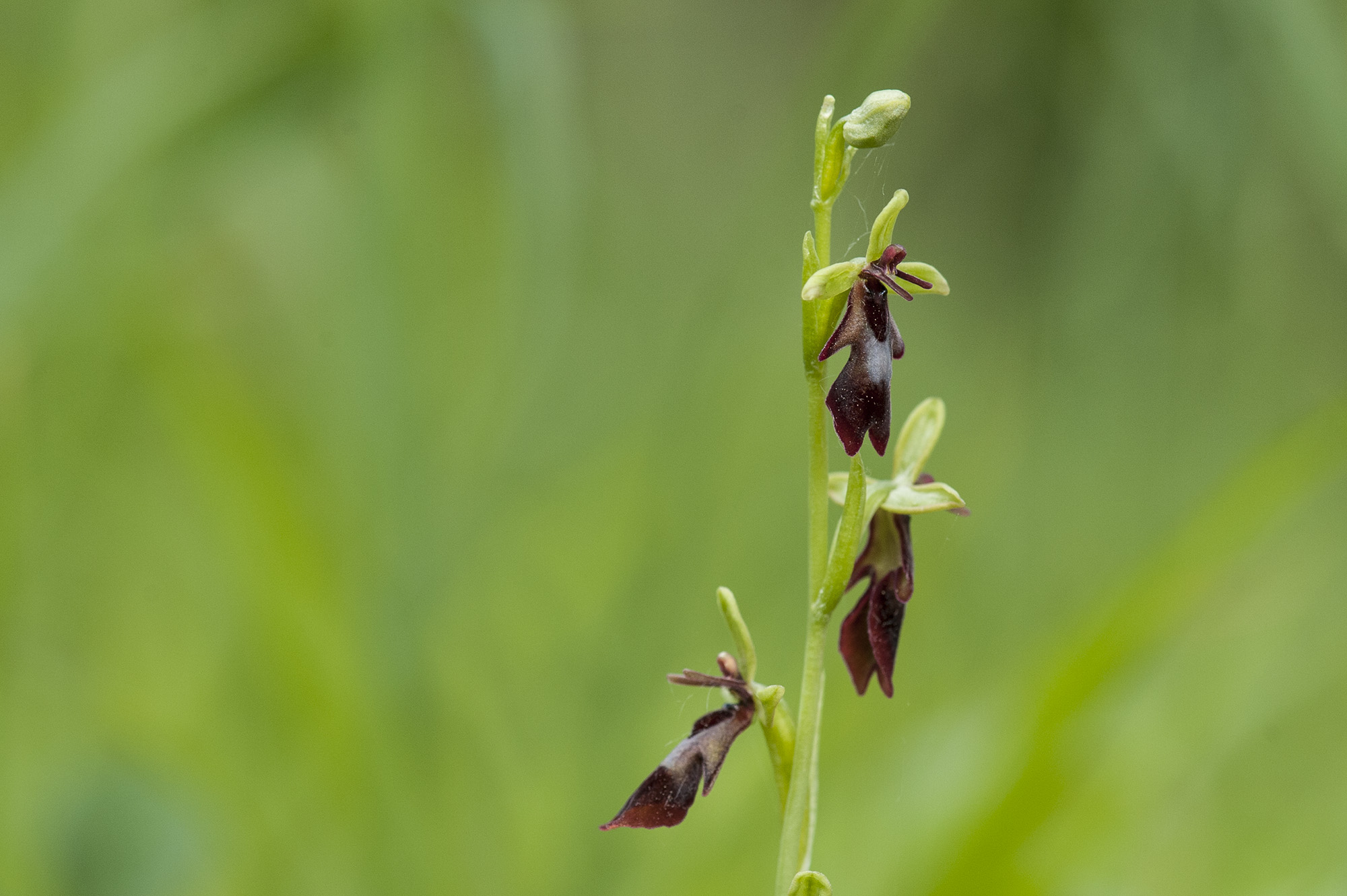 Flueblomst
