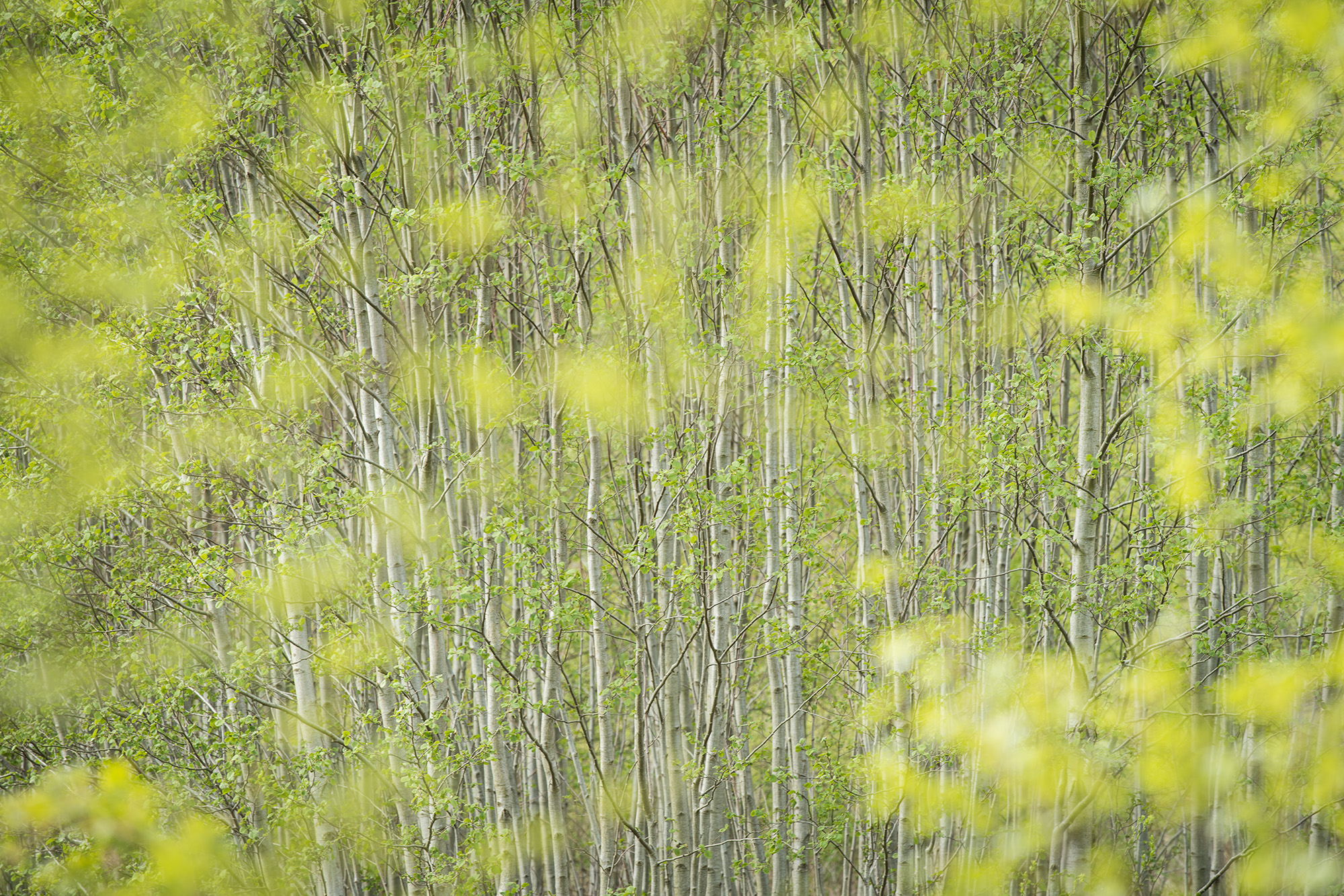Forårsbirk, Søllerød Naturpark Forårsbirk