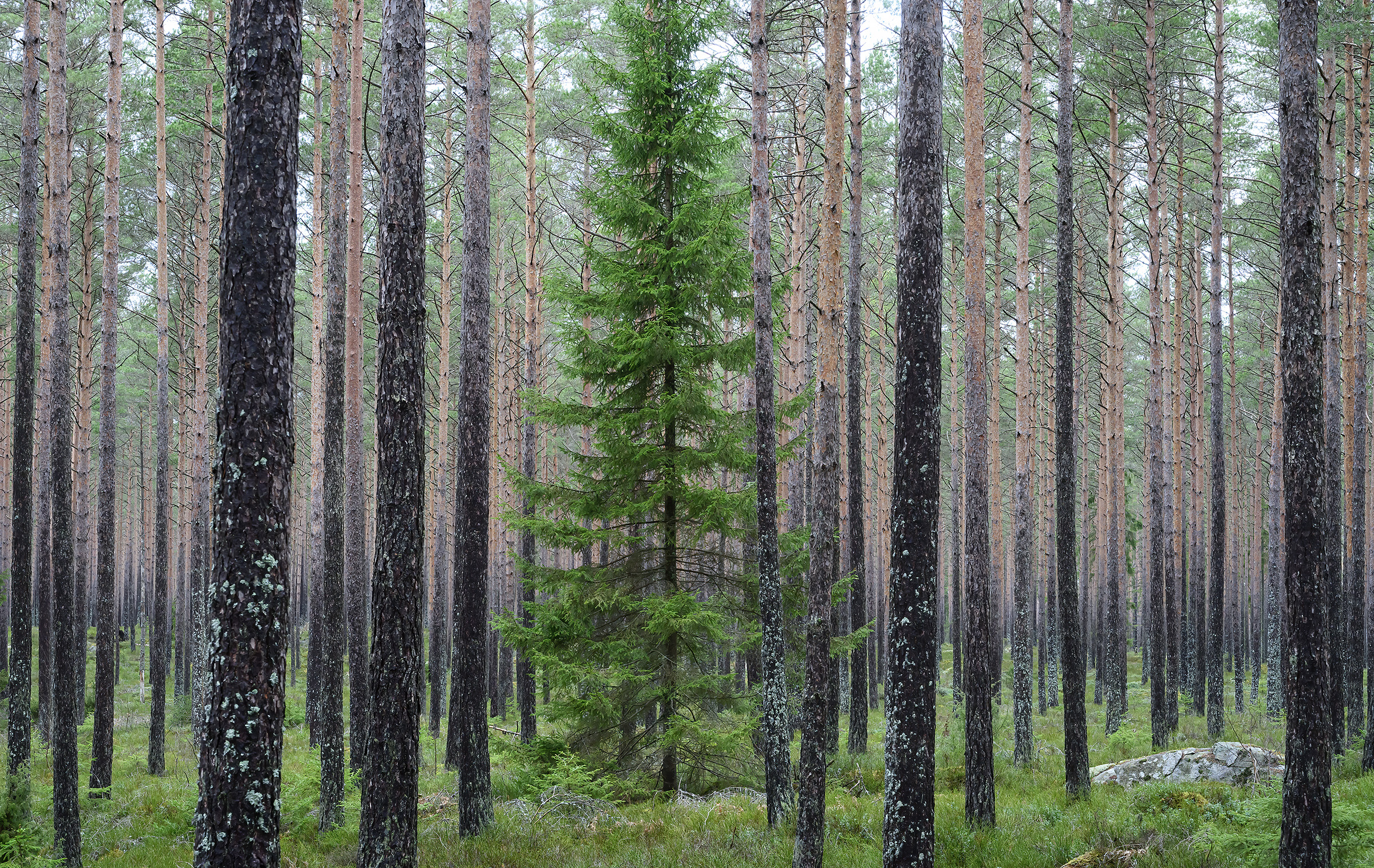 Gran i fyrreskov