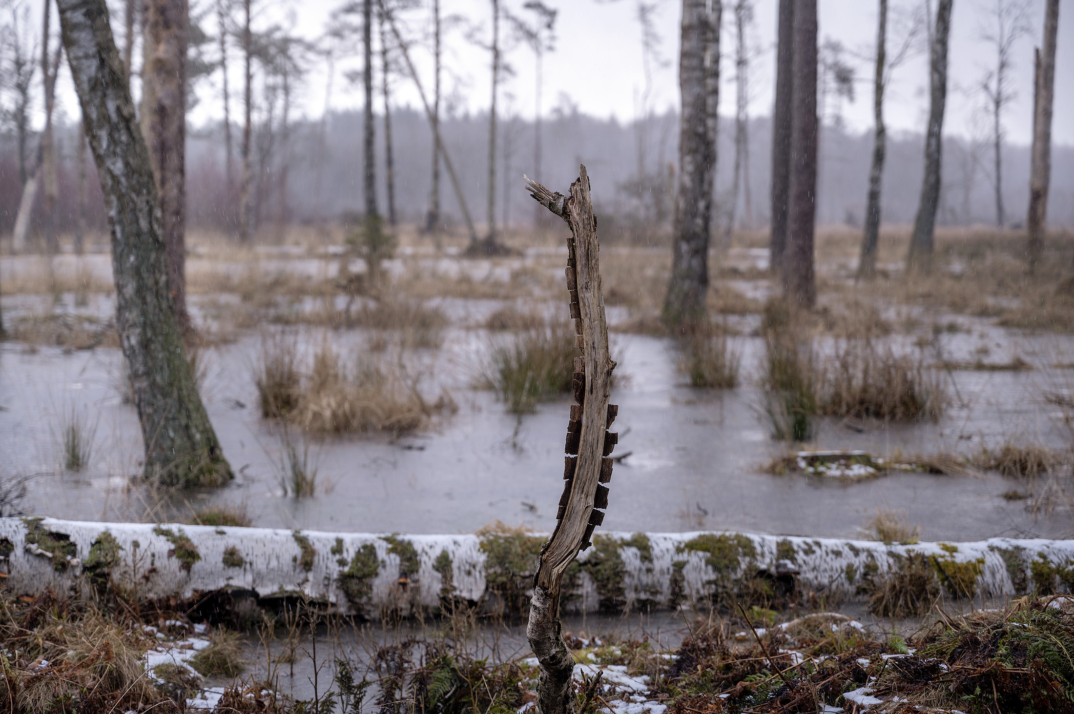 Maglemosen, Ganløse Ore Maglemosen