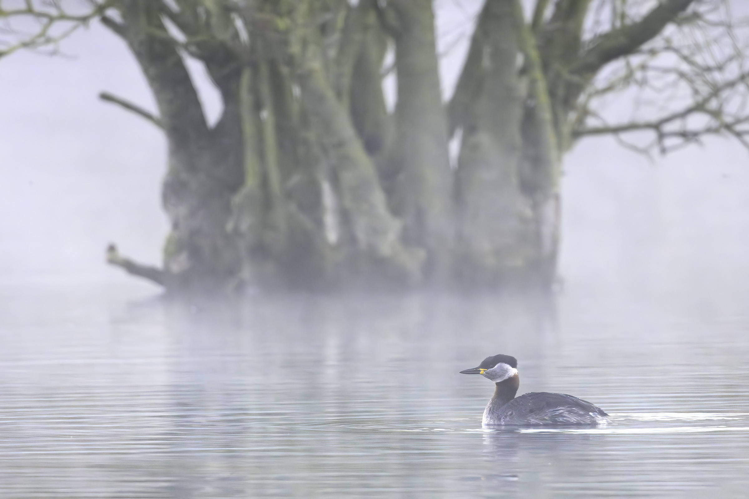 Gr�strubet lappedykker i morgendisen