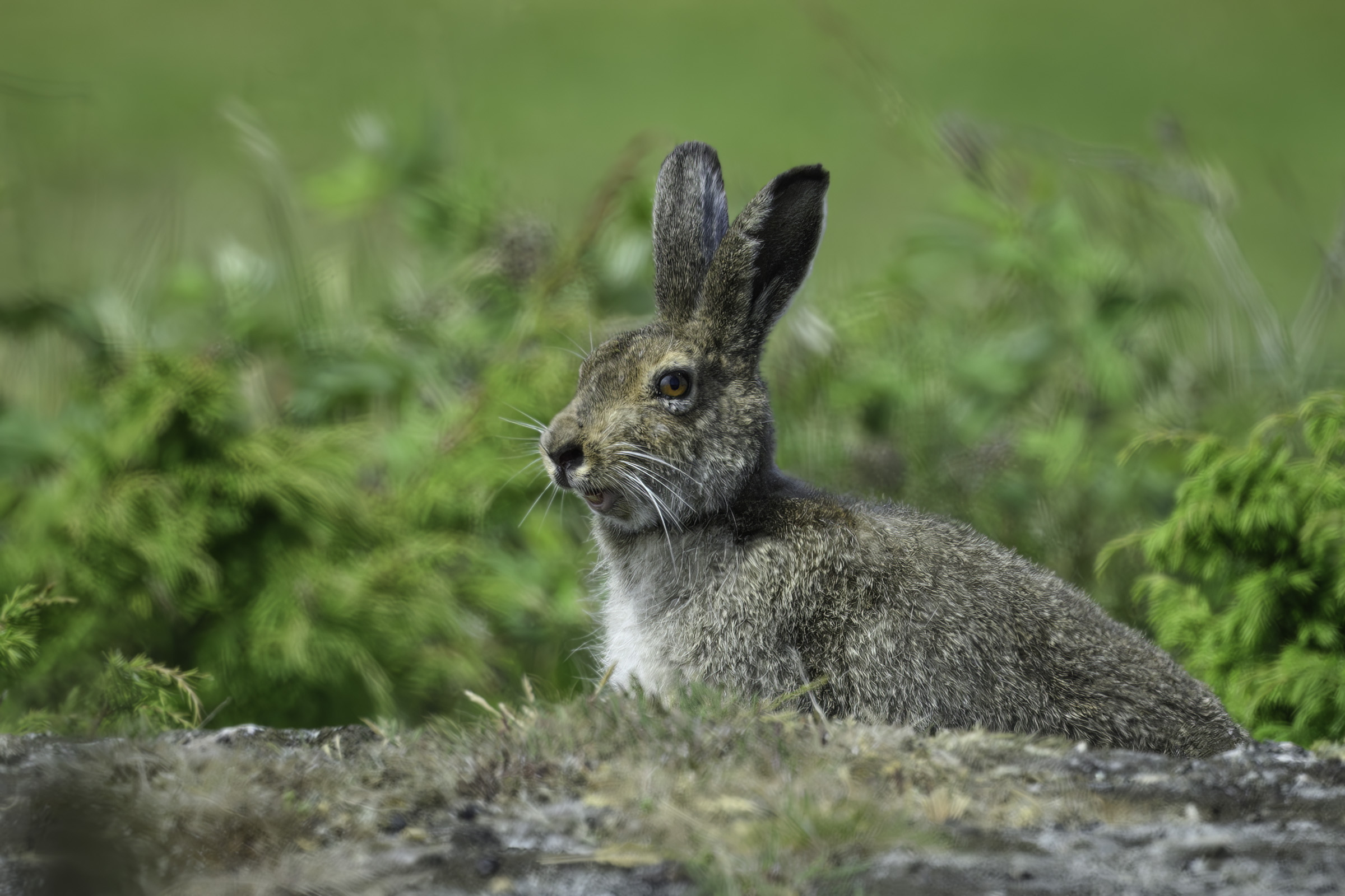 Skogshare, Hallands V�der�