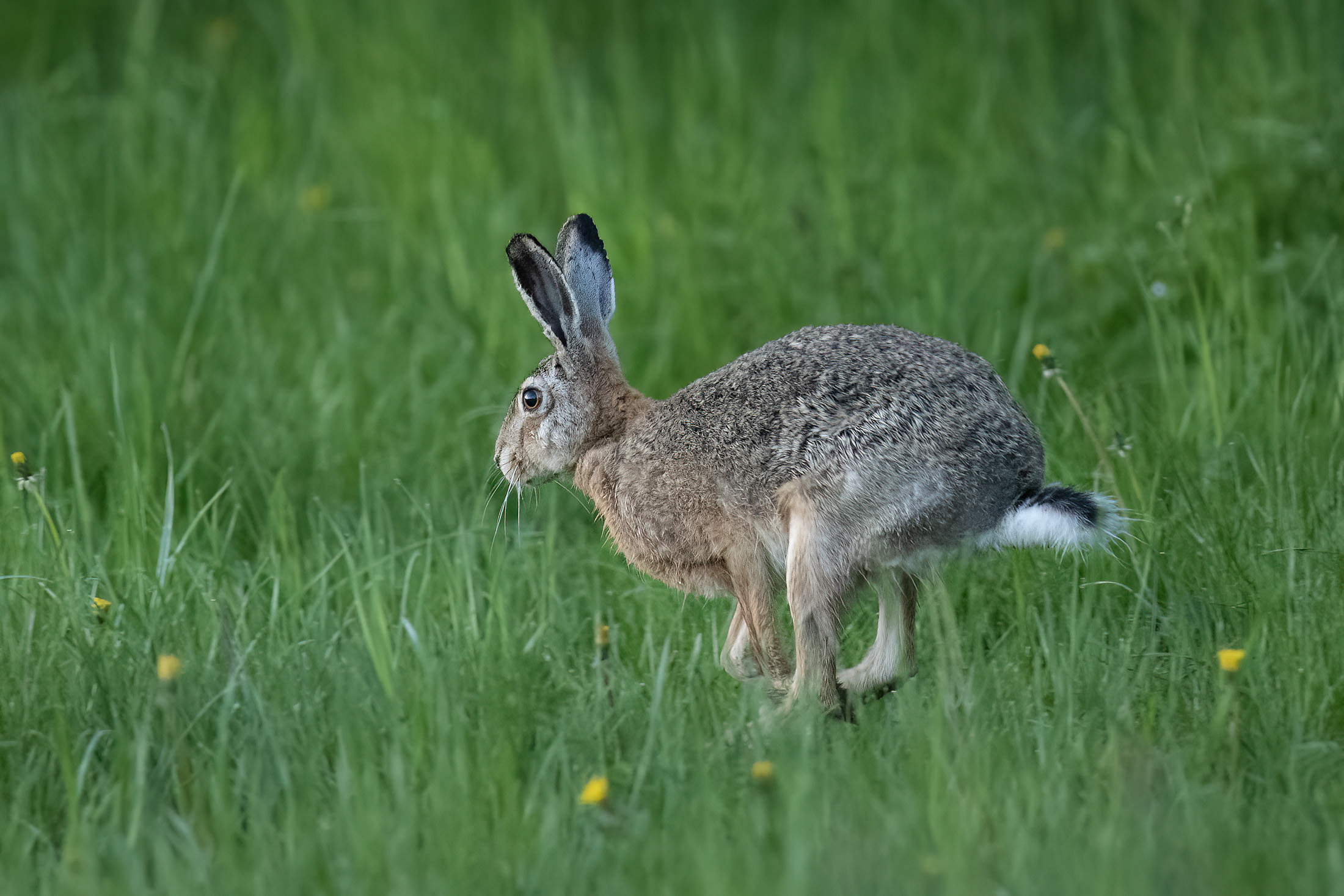 Hare