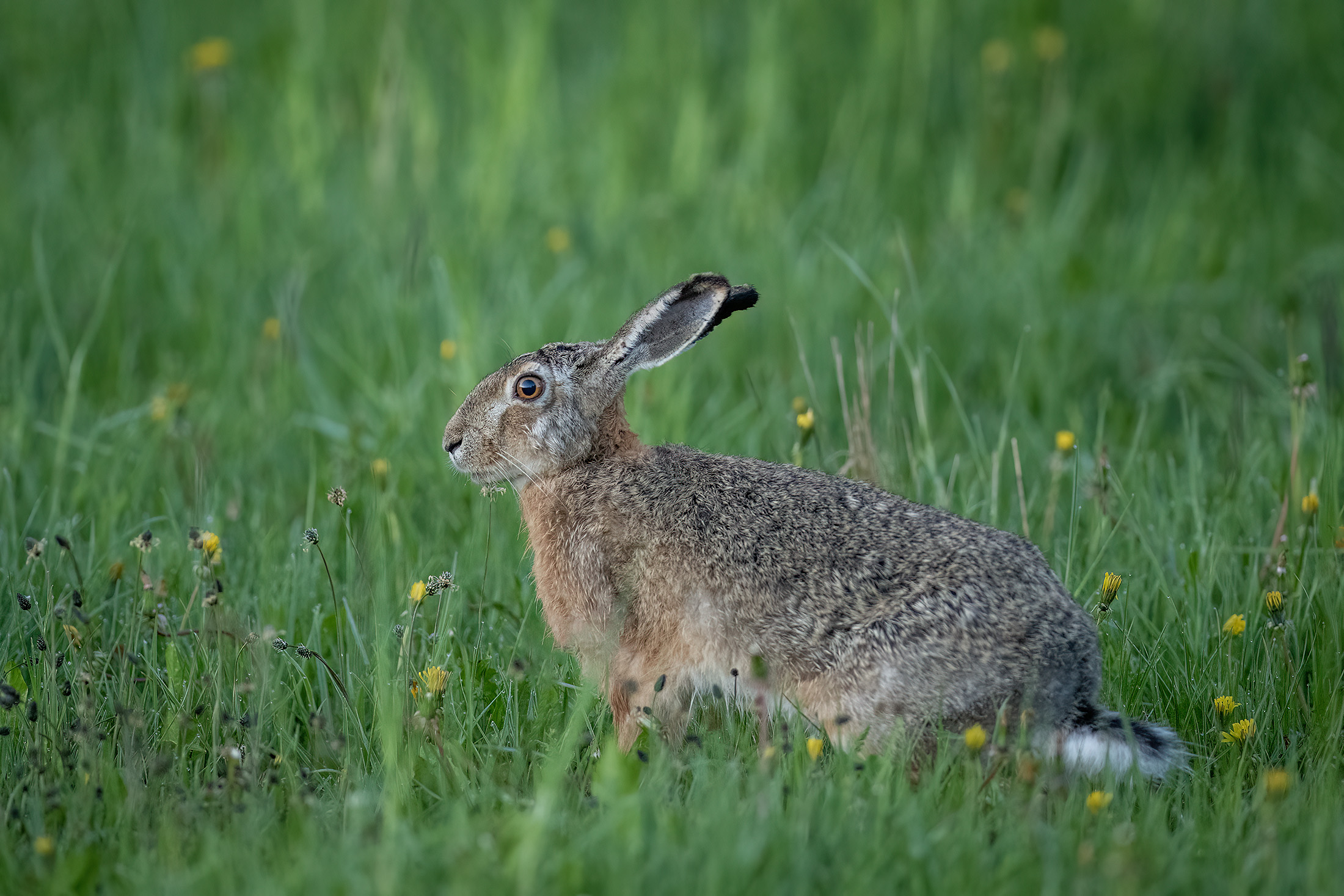 Hare