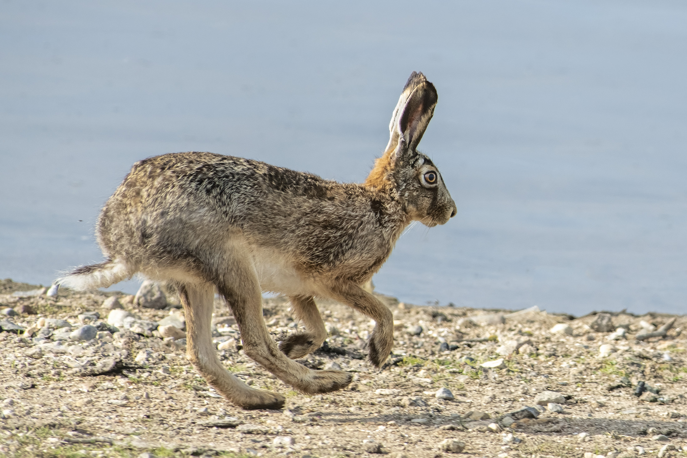 Hare