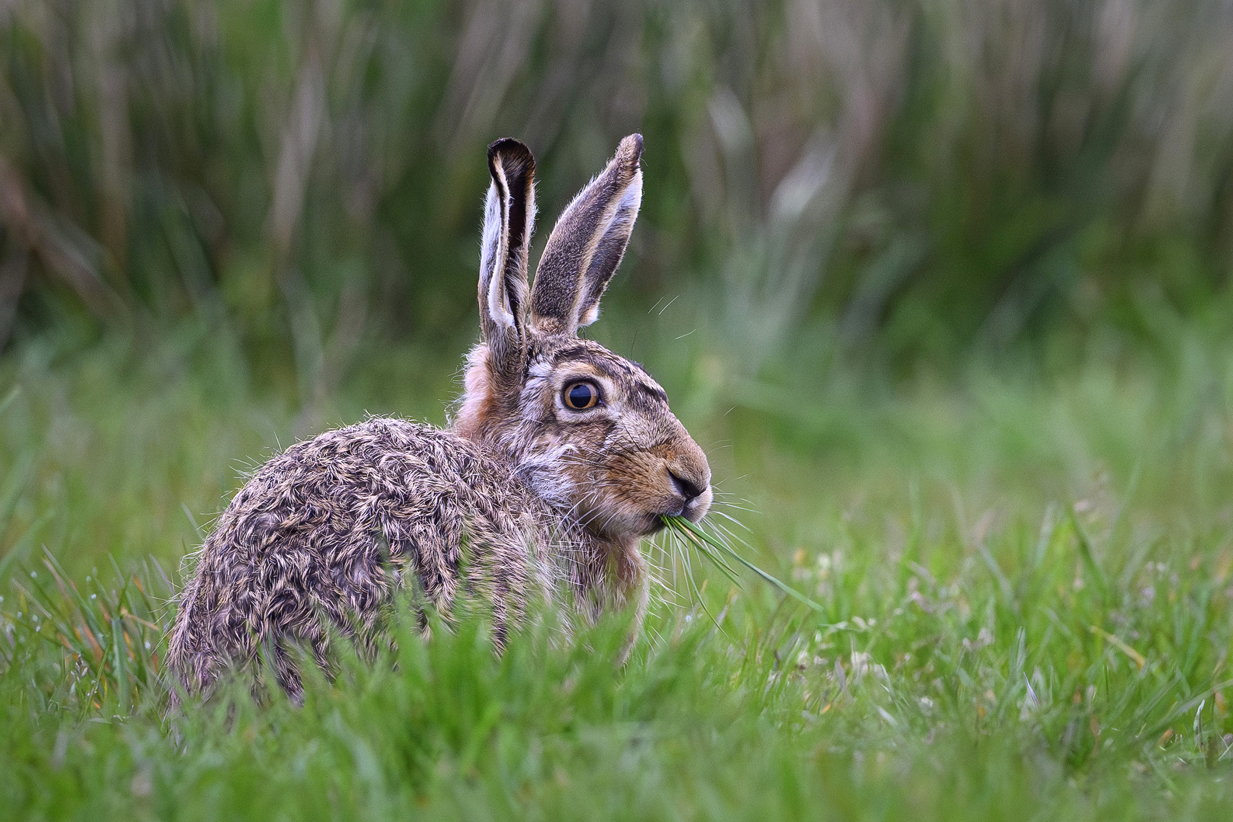 Hare, Værnengene Hare