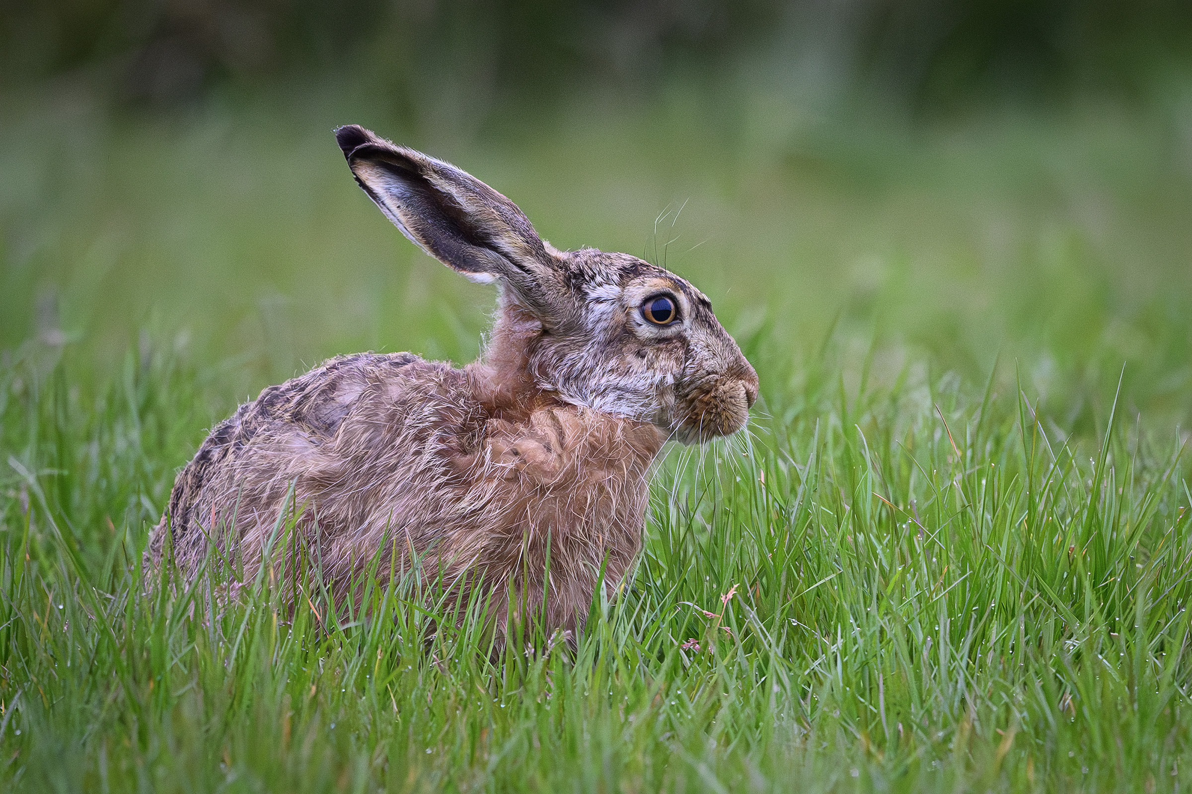 Hare, Værnengene Hare