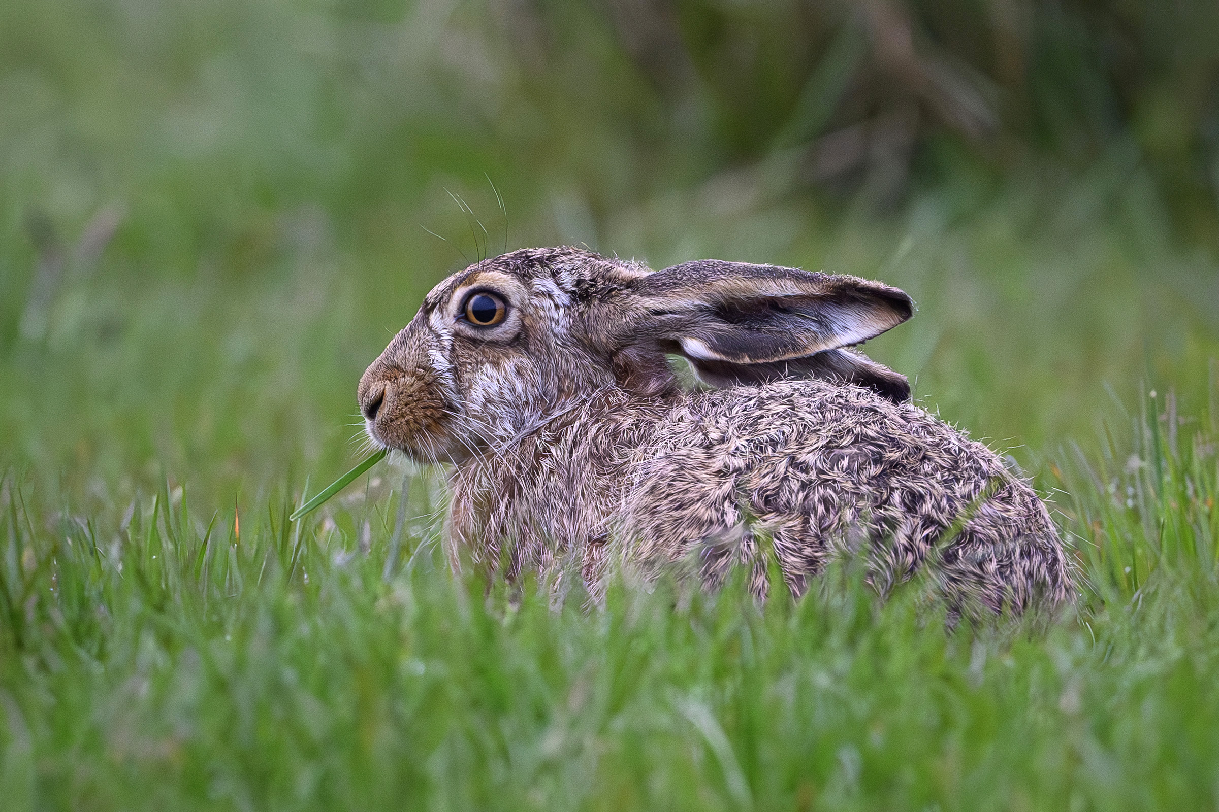 Hare, Værnengene Hare