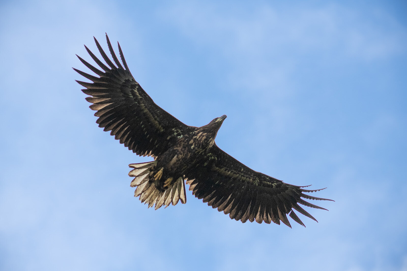 Havørn, Falsterbo Havørn