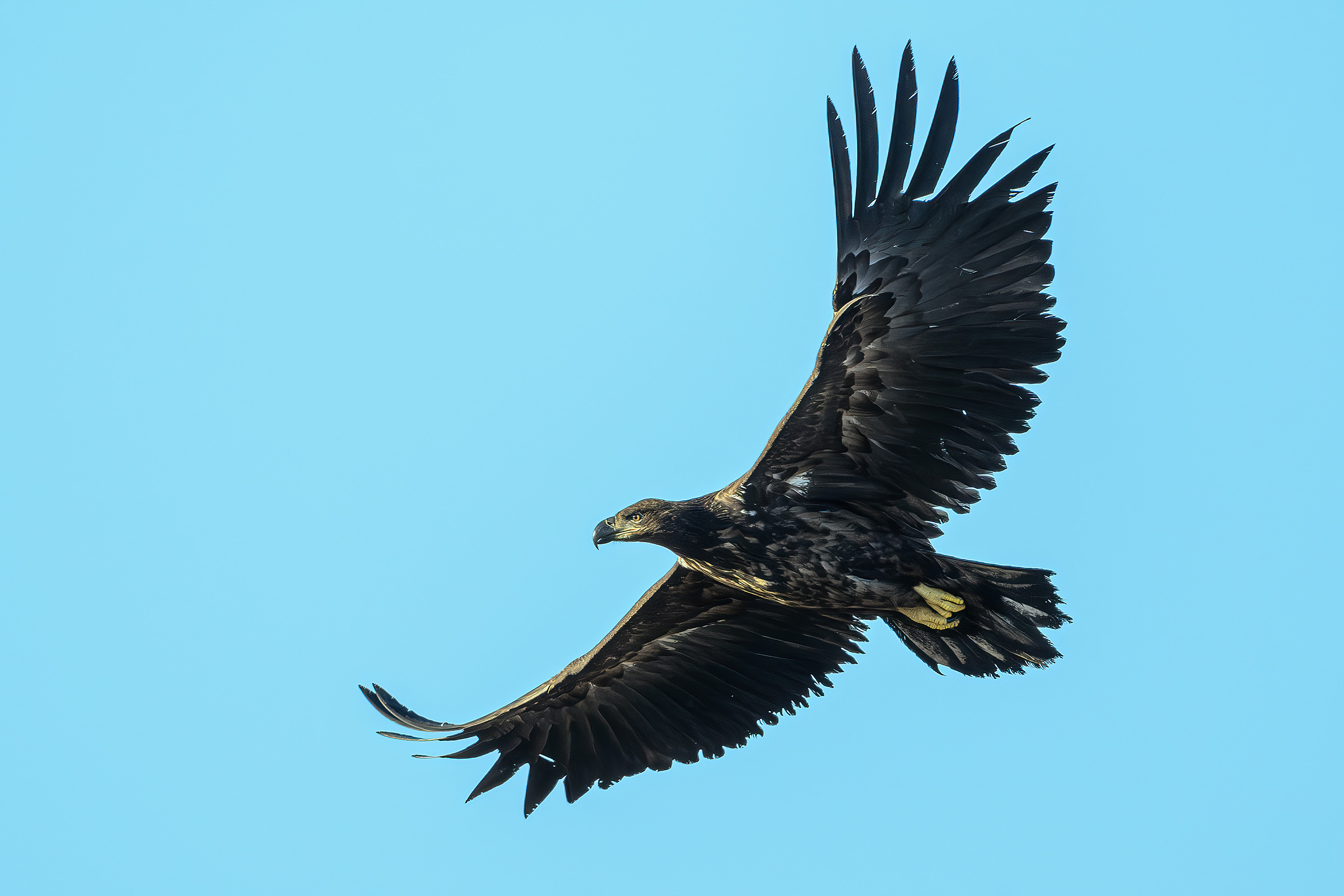 Havørn, Vittskövle, Skåne Havørn, Vittskövle