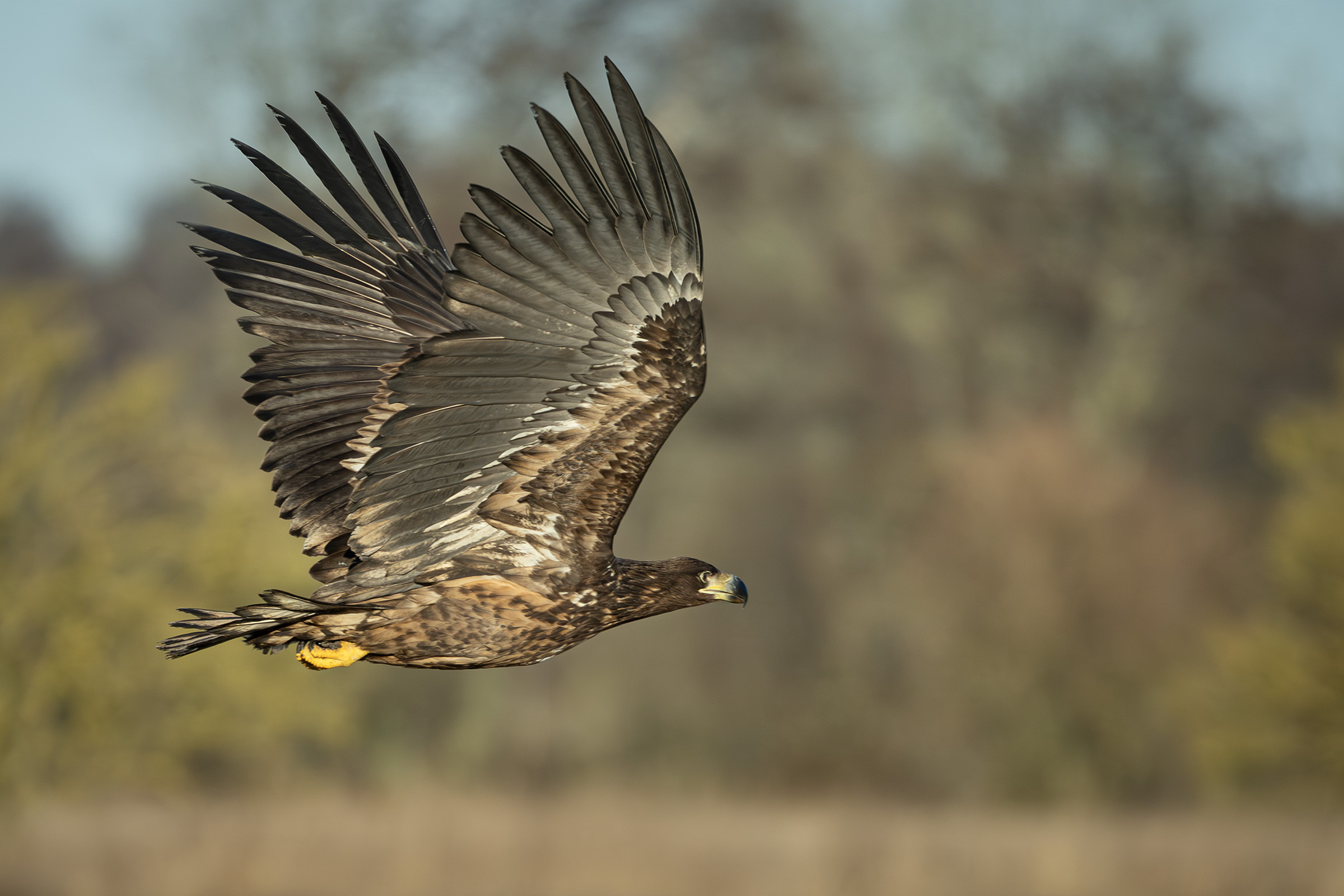 Havørn, Vittskövle, Skåne Havørn, Vittskövle